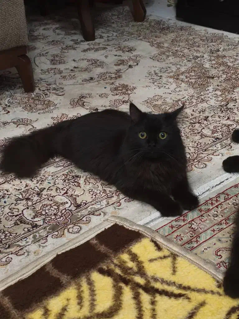 ۳عددگربه هیمالین|گربه|ارومیه, |دیوار