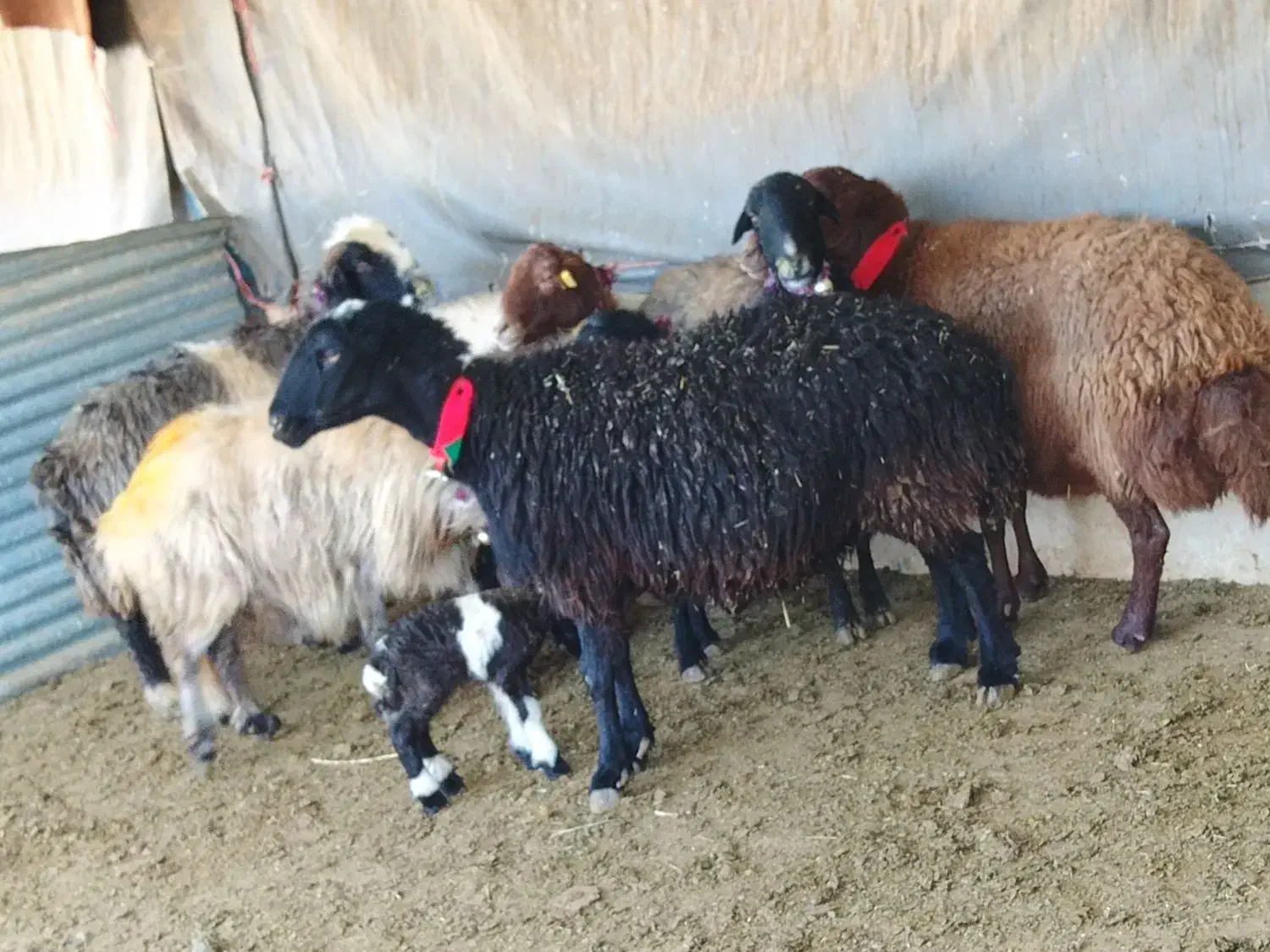 گوسفند میش بره بز بزغاله|حیوانات مزرعه|خمینی‌شهر, |دیوار