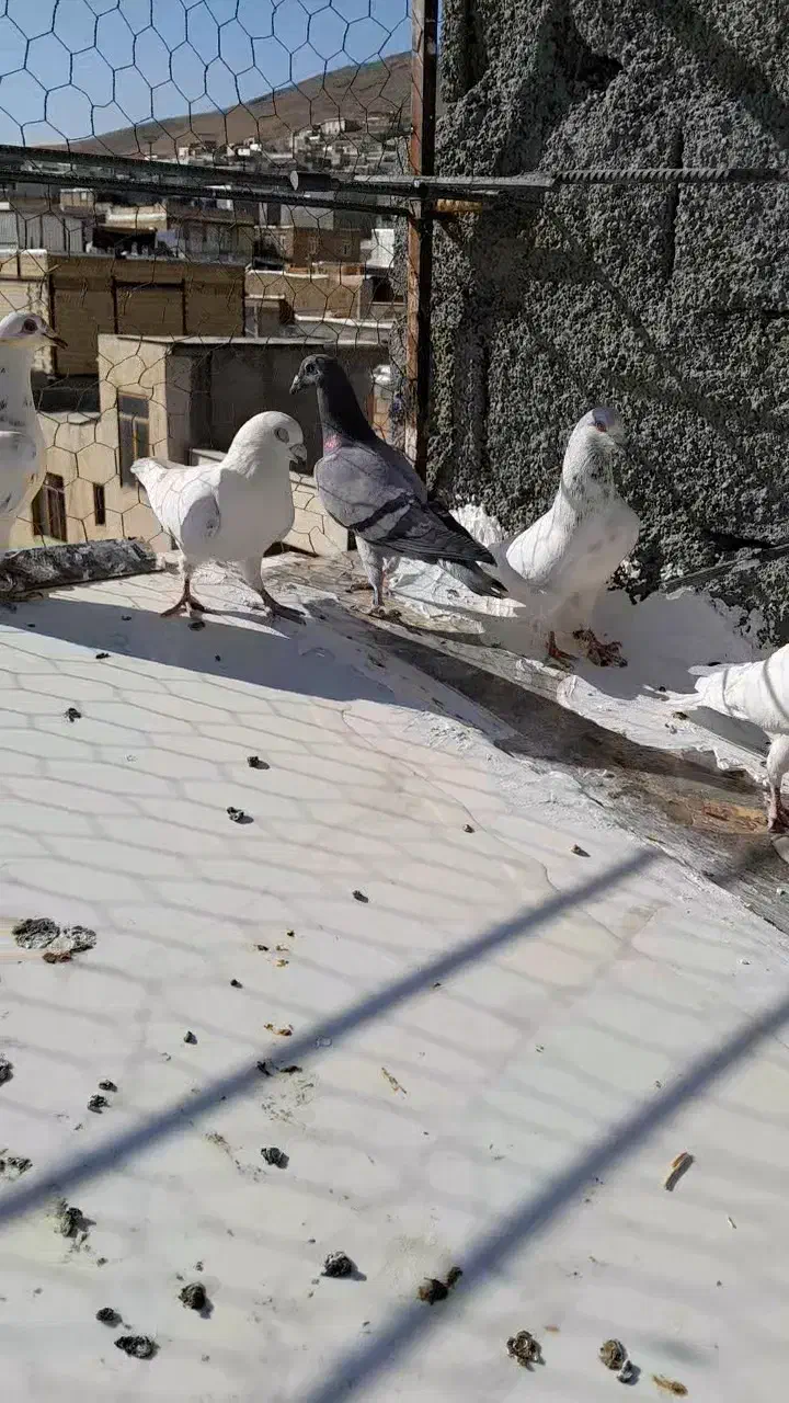 پلاکی اصل سفید|پرنده|سنندج, |دیوار