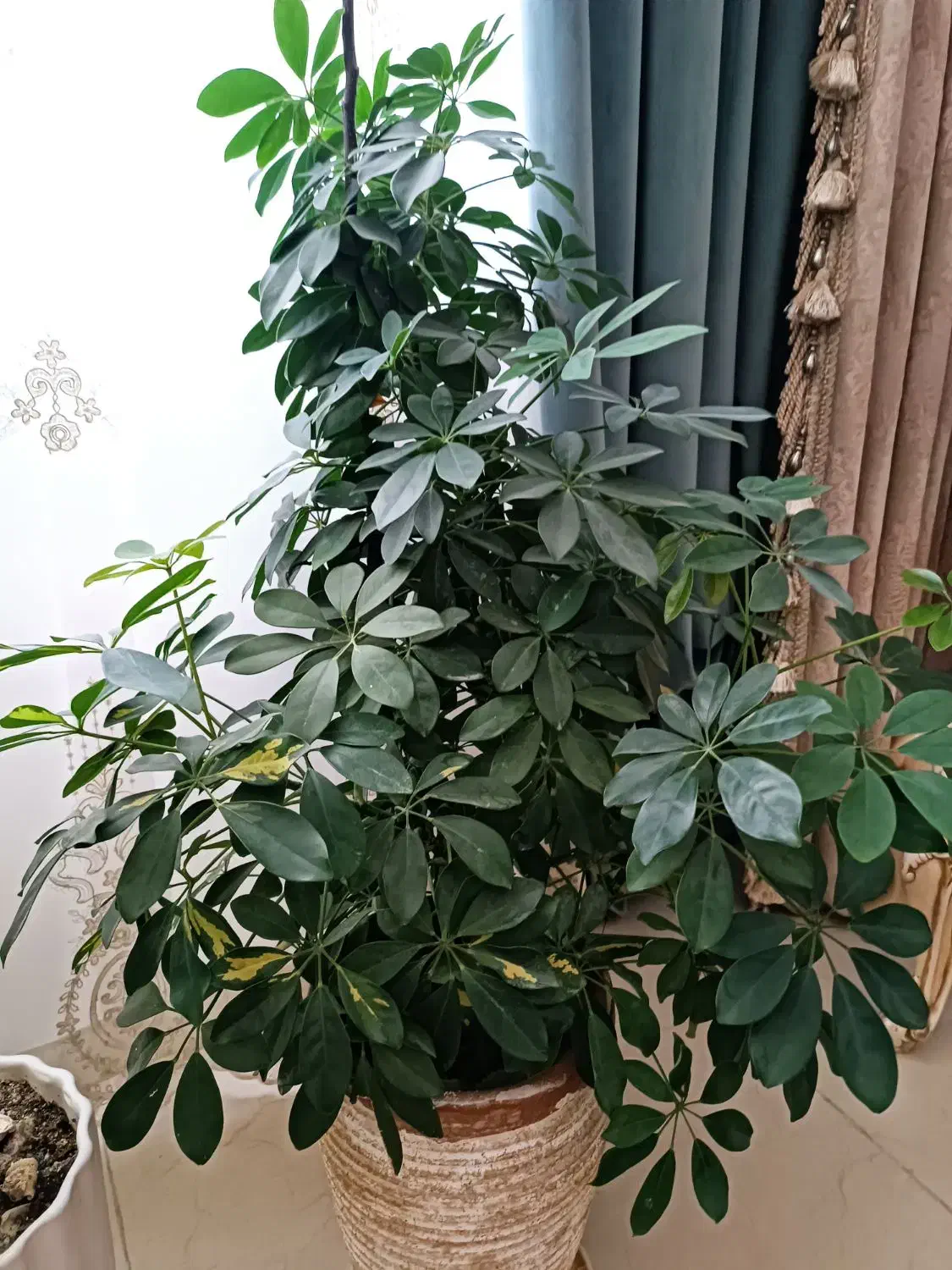 شلفرا بزرگ|گل و گیاه طبیعی|گلبهار, شهر جدید گلبهار|دیوار