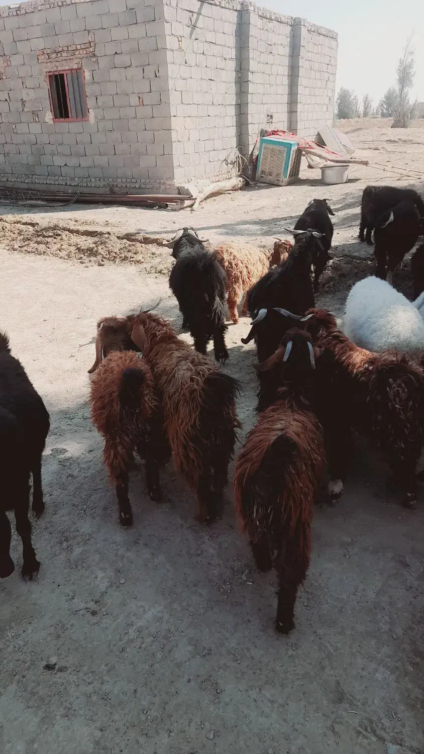 تعداد ۱۰عدد کهره نر|حیوانات مزرعه|قرقری, |دیوار