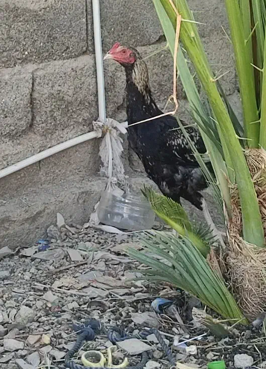 مرغ و خروس اصیل نژاد دار|حیوانات مزرعه|سراوان, |دیوار