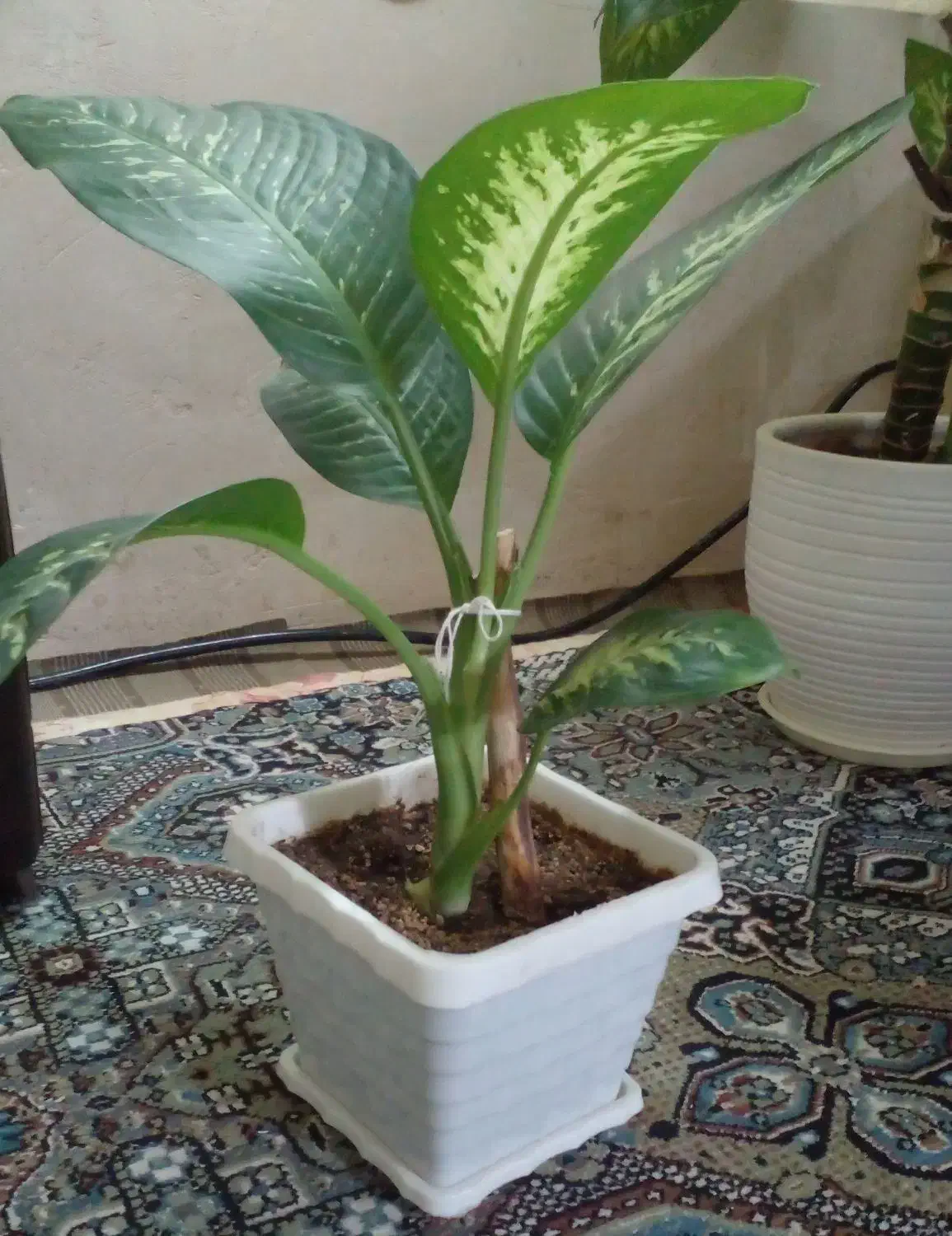 گل وگیاه طبیعی|گل و گیاه طبیعی|مراغه, |دیوار