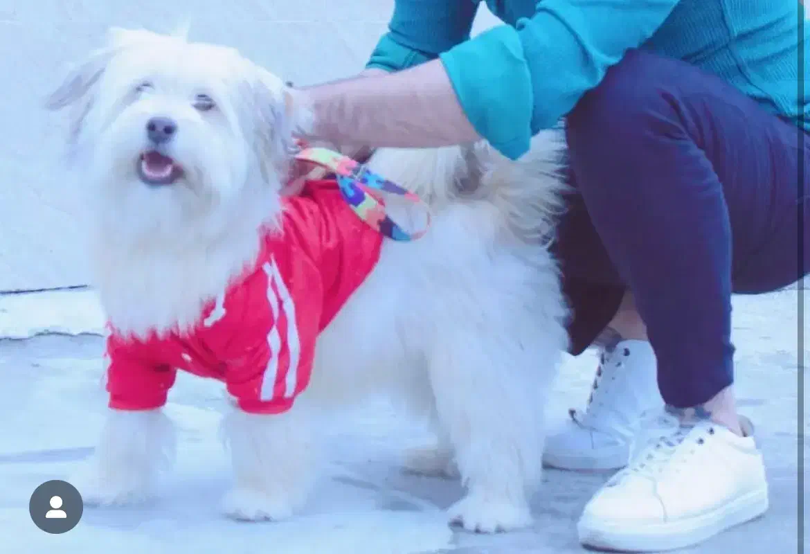 شیتزو تریر باهوش|سگ|لاهیجان, شهرک فرهنگیان|دیوار