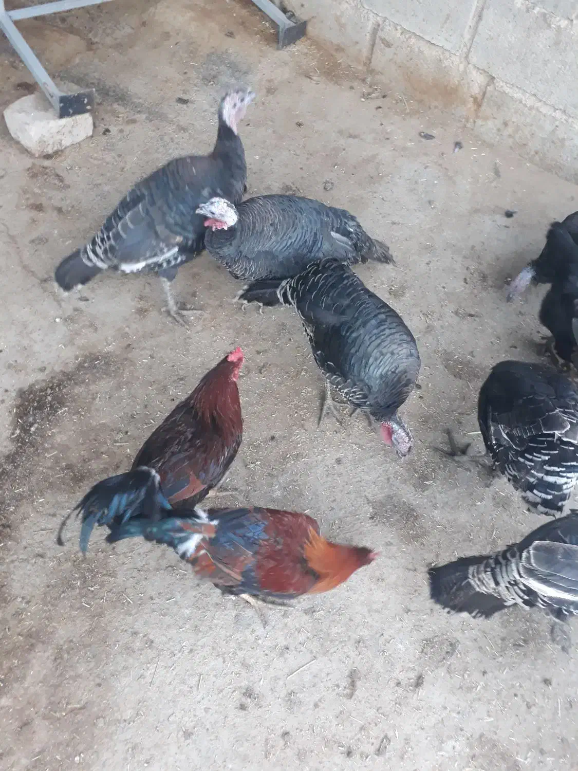 مقداری خروس وبوقلمو مال ا مسال|حیوانات مزرعه|زاغه, |دیوار