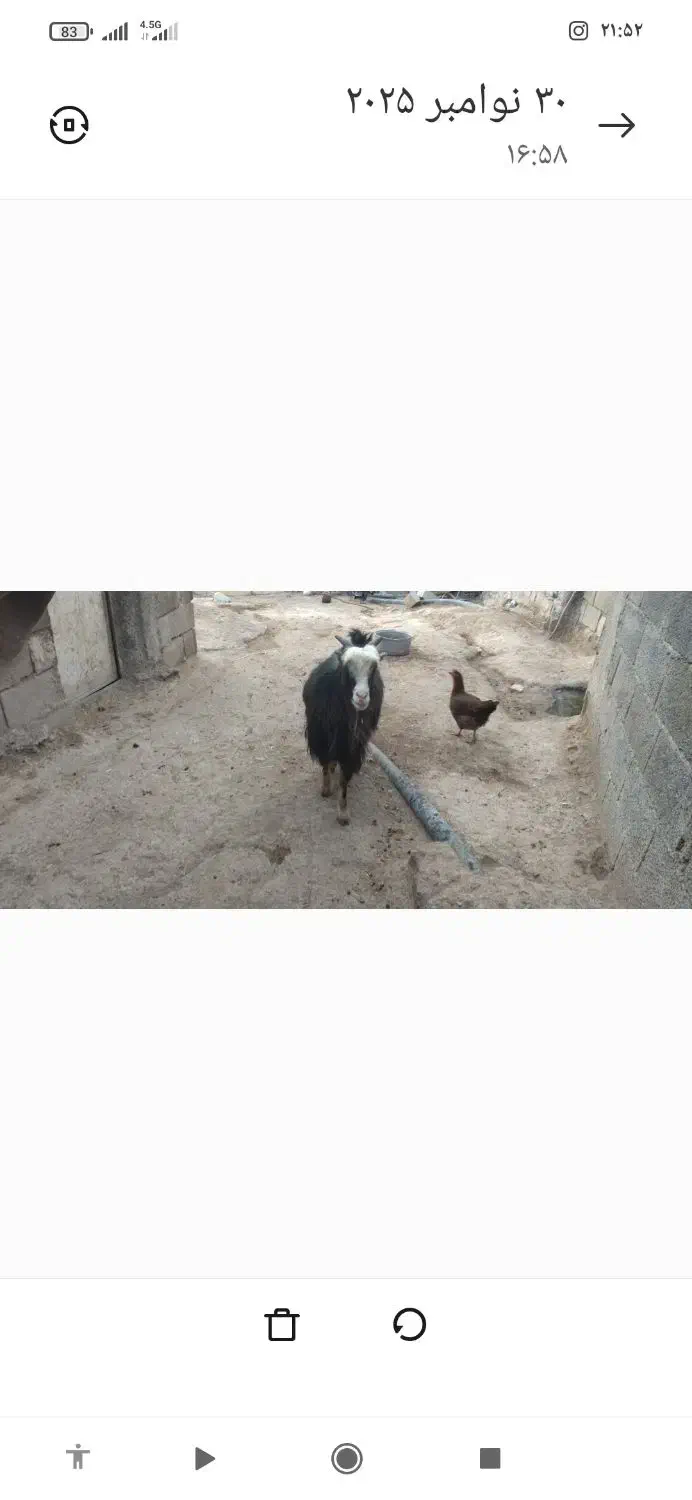 بز فروشی|حیوانات مزرعه|ثلاث باباجانی, |دیوار