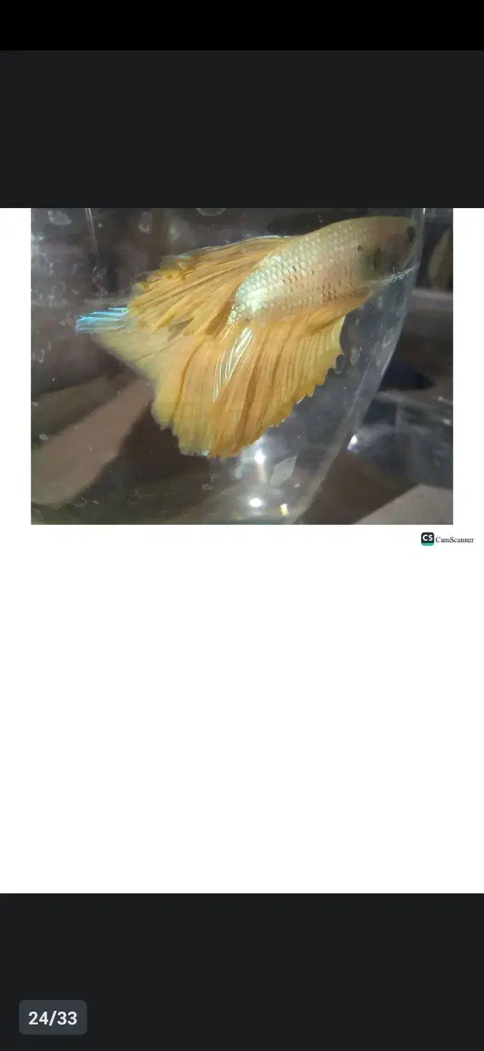 ماهی فایتر هافمون|ماهی|اسلام‌شهر, مطهری|دیوار