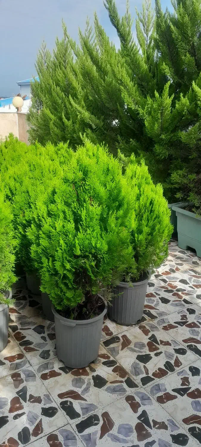 کاج لامیس|گل و گیاه طبیعی|رشت, یخسازی|دیوار