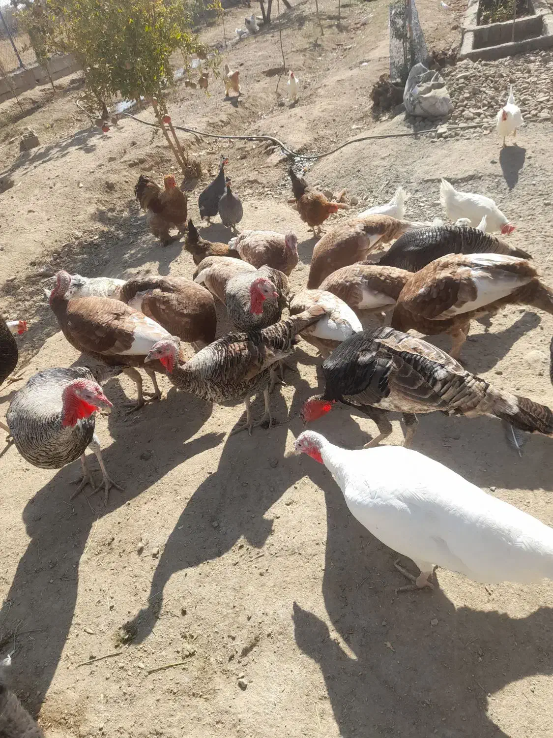 فروش بوقلمون و خروس ومرغ|حیوانات مزرعه|گلپایگان, |دیوار