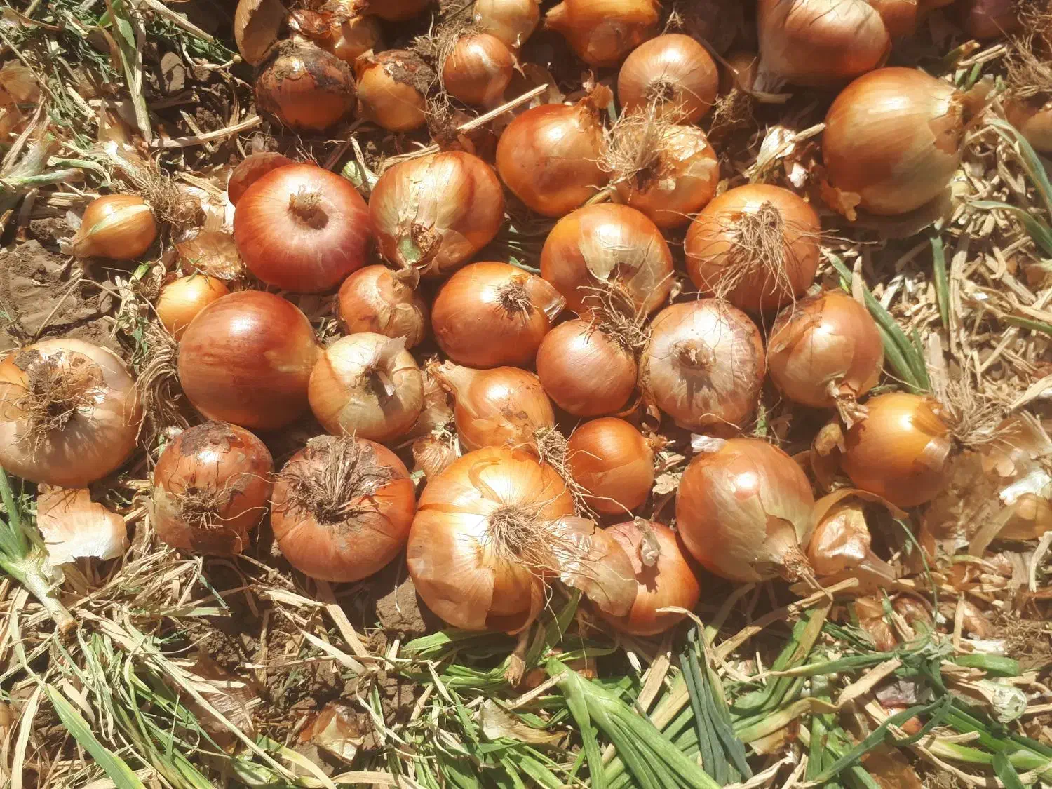 پیازطلایی درجه یک|خوردنی و آشامیدنی|سلیمان, |دیوار