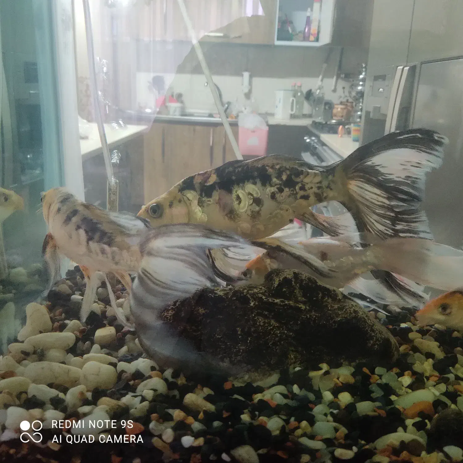 ماهی کوی سوپر باله بلند|ماهی|تبریز, |دیوار