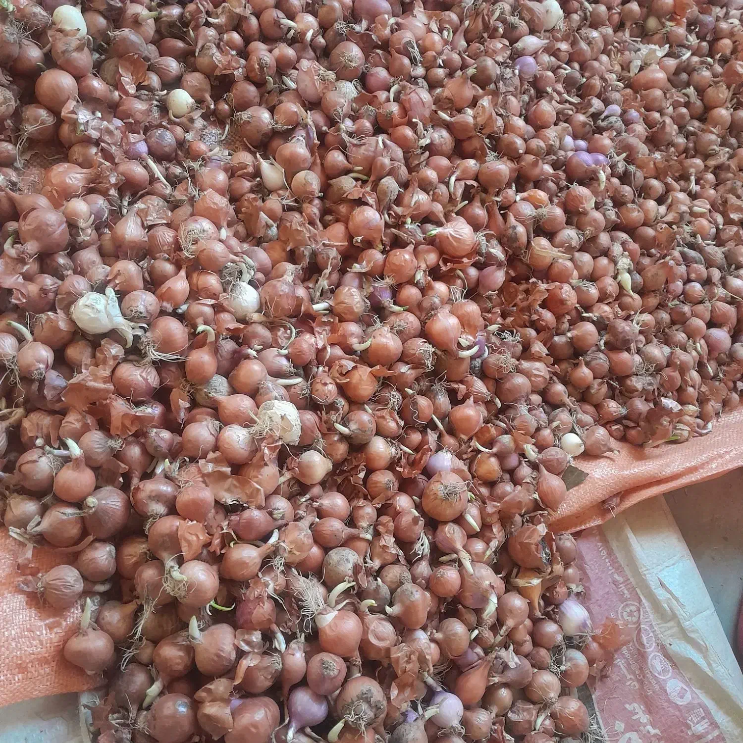 پیاز محلی|خوردنی و آشامیدنی|خاو و میرآباد, |دیوار