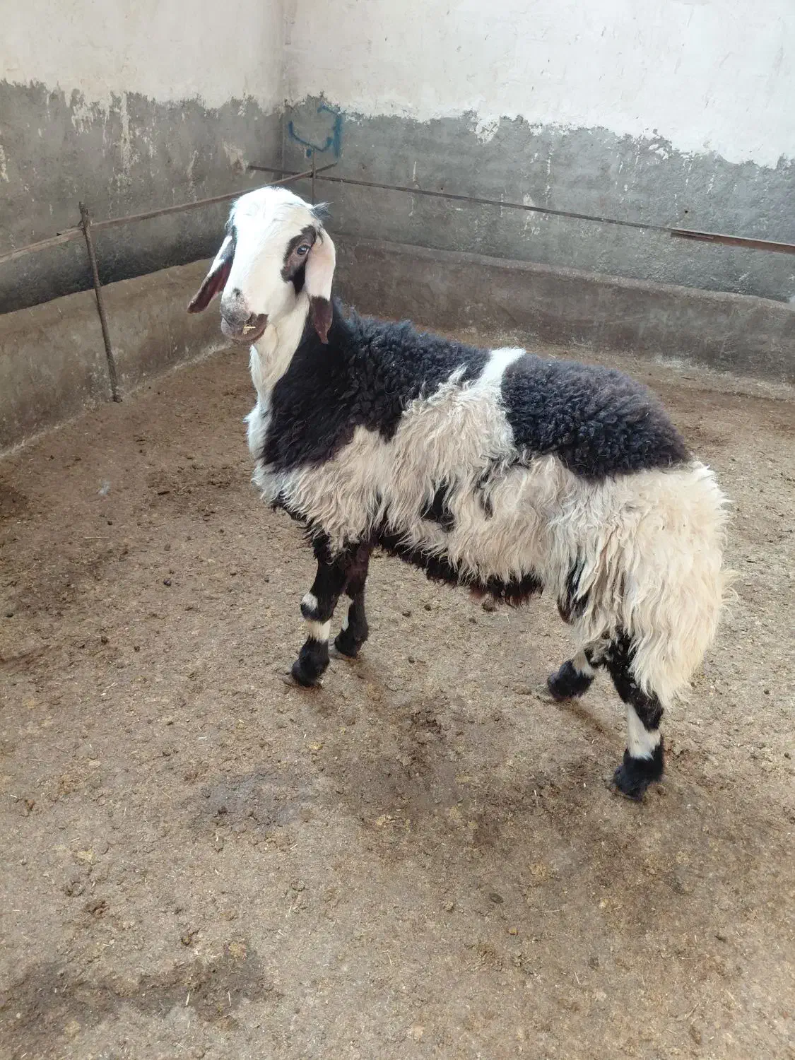 بره قوچ پلنگی خال سیاه|حیوانات مزرعه|الشتر, |دیوار