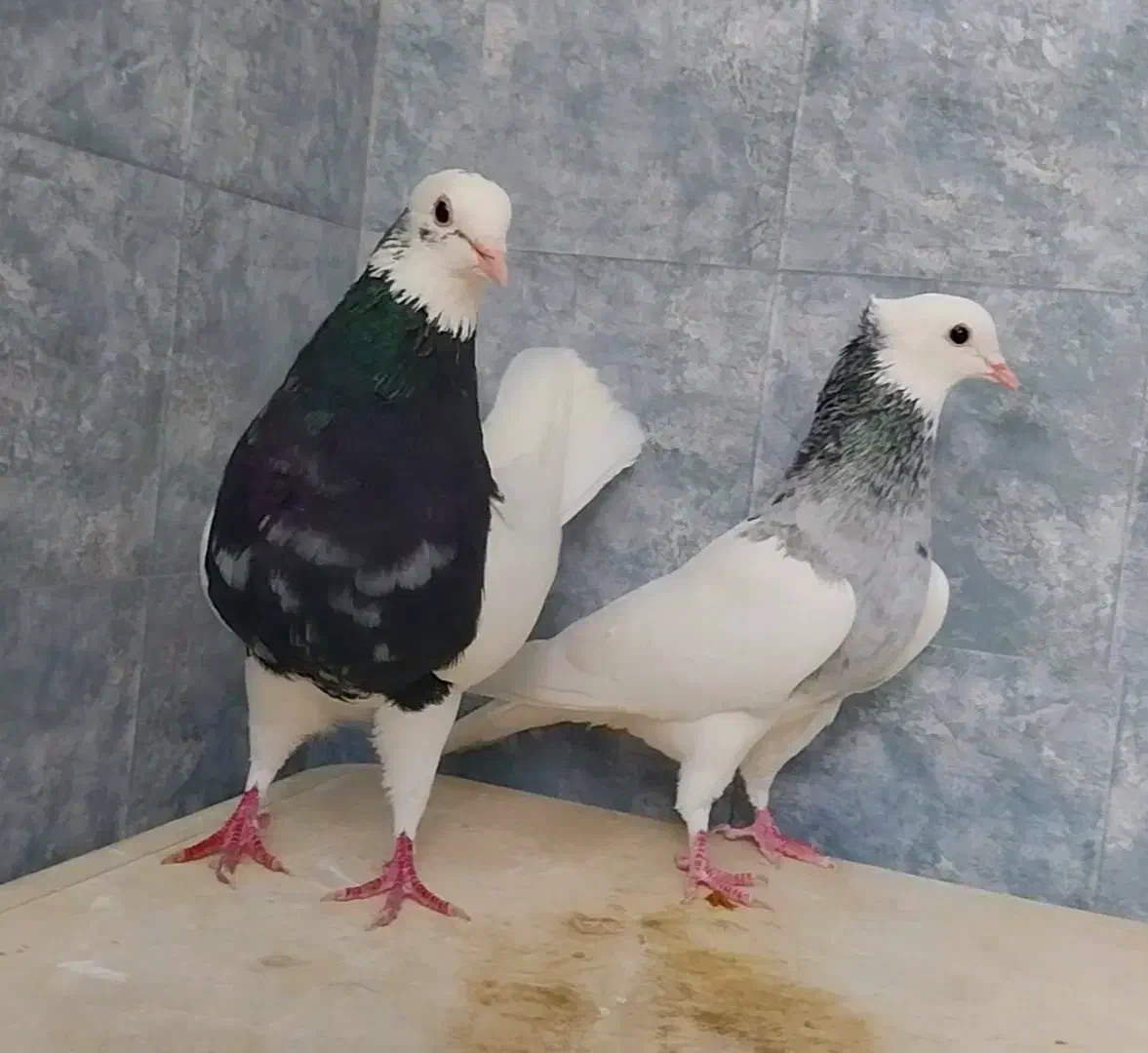 چند تا طوقی خوب|پرنده|فسا, |دیوار