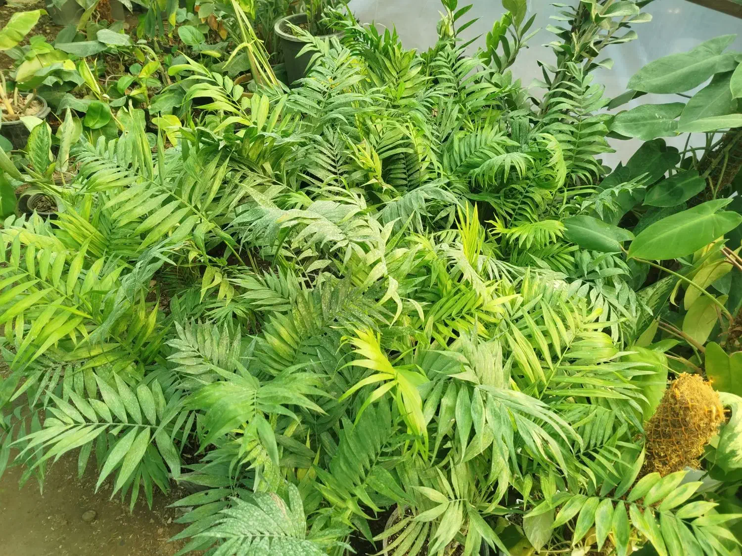 گل طبیعی|گل و گیاه طبیعی|آزادشهر, |دیوار