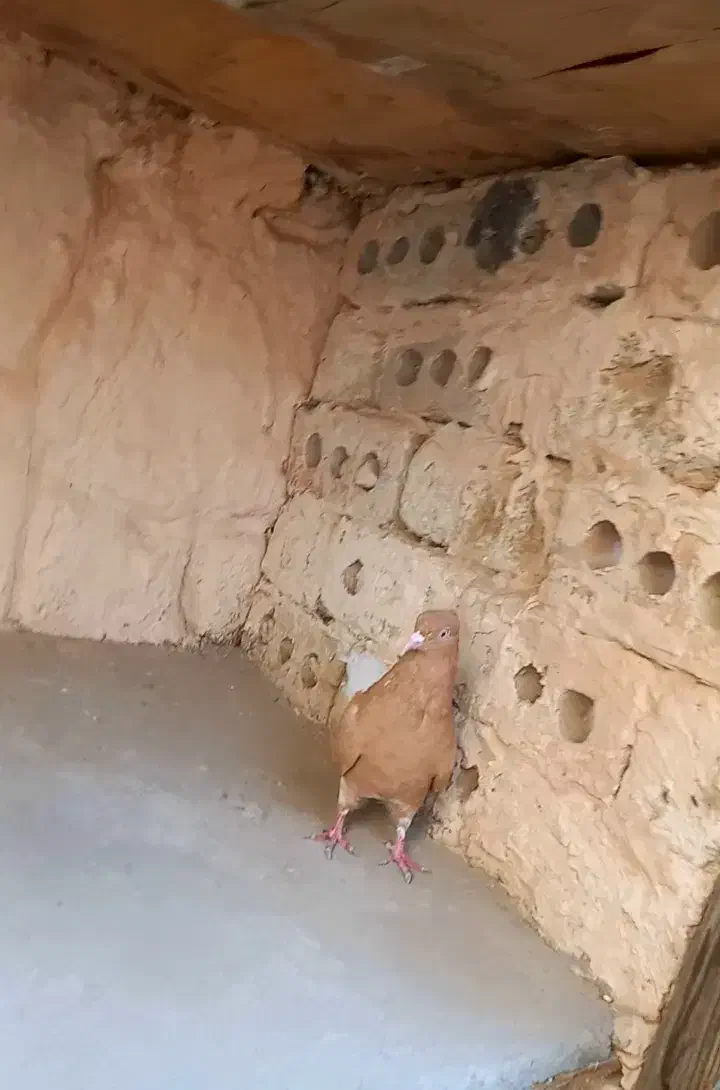 دم سفید|پرنده|مشهد, توس (بلوار توس)|دیوار