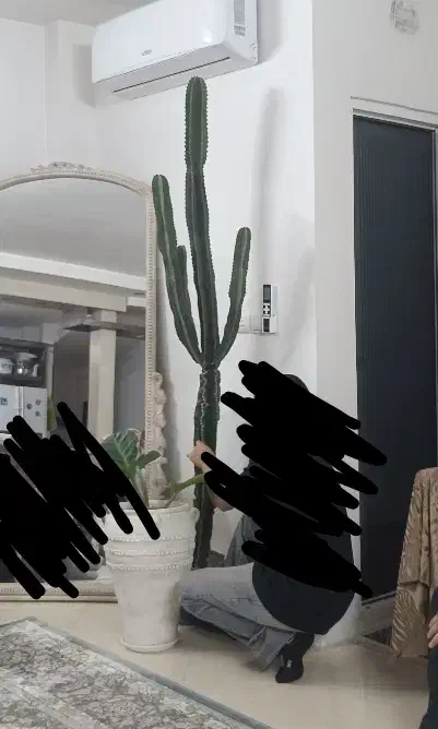 کاکتوس افوربیا قد 2/50|گل و گیاه طبیعی|مشهد, امیریه|دیوار