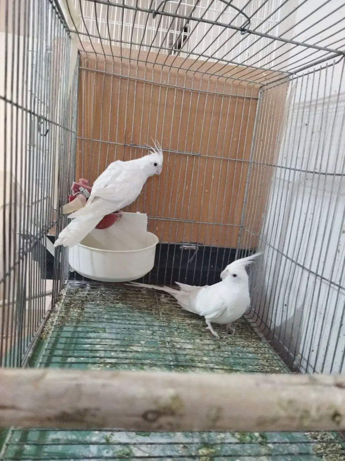 آلبینو وایت فیس مولد|پرنده|خمینیشهر, |دیوار