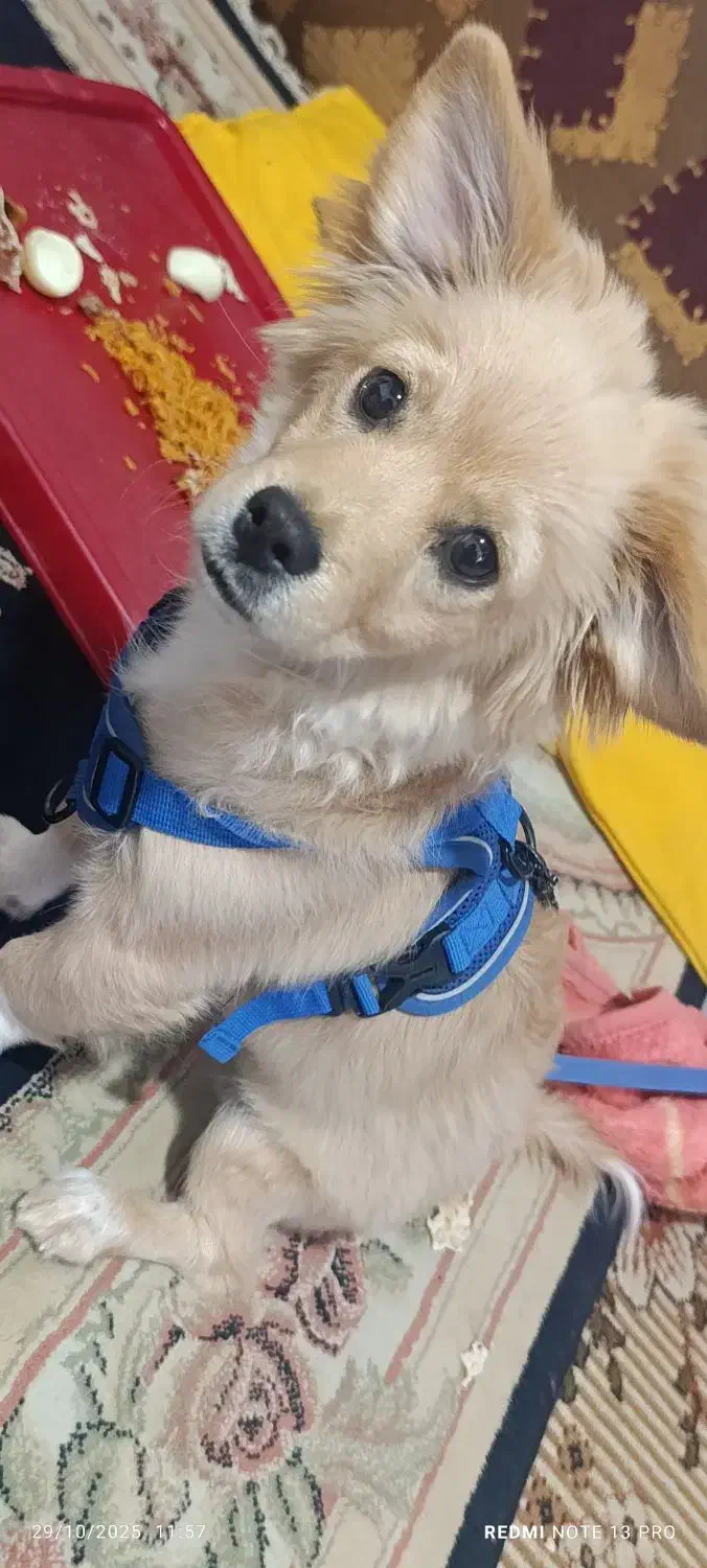 سگ شیتزو|سگ|مسجد سلیمان, |دیوار