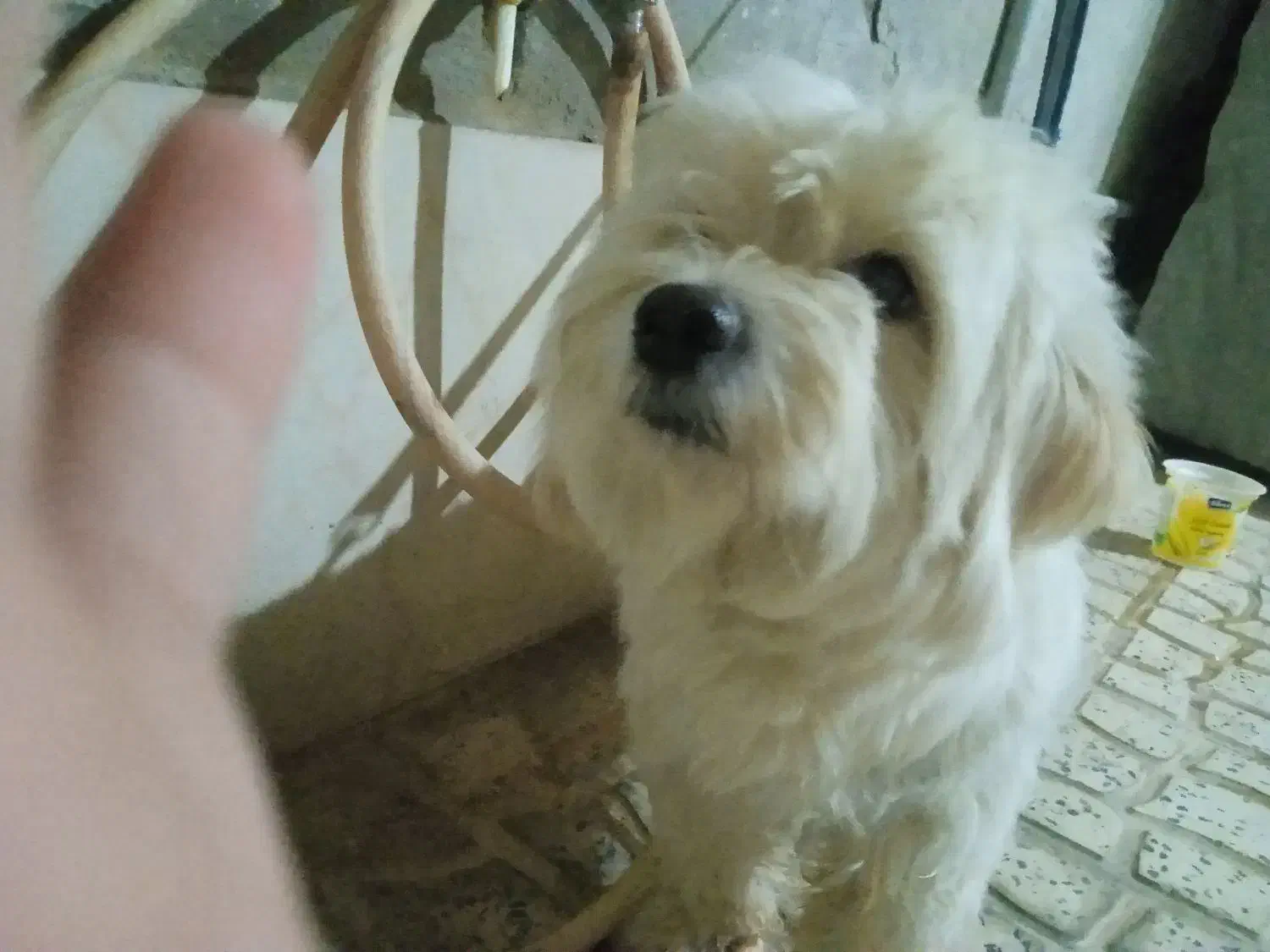 سگ پاکوتاه اسم برفی نژاد شیتوزو|سگ|پاکدشت, حصار امیر|دیوار