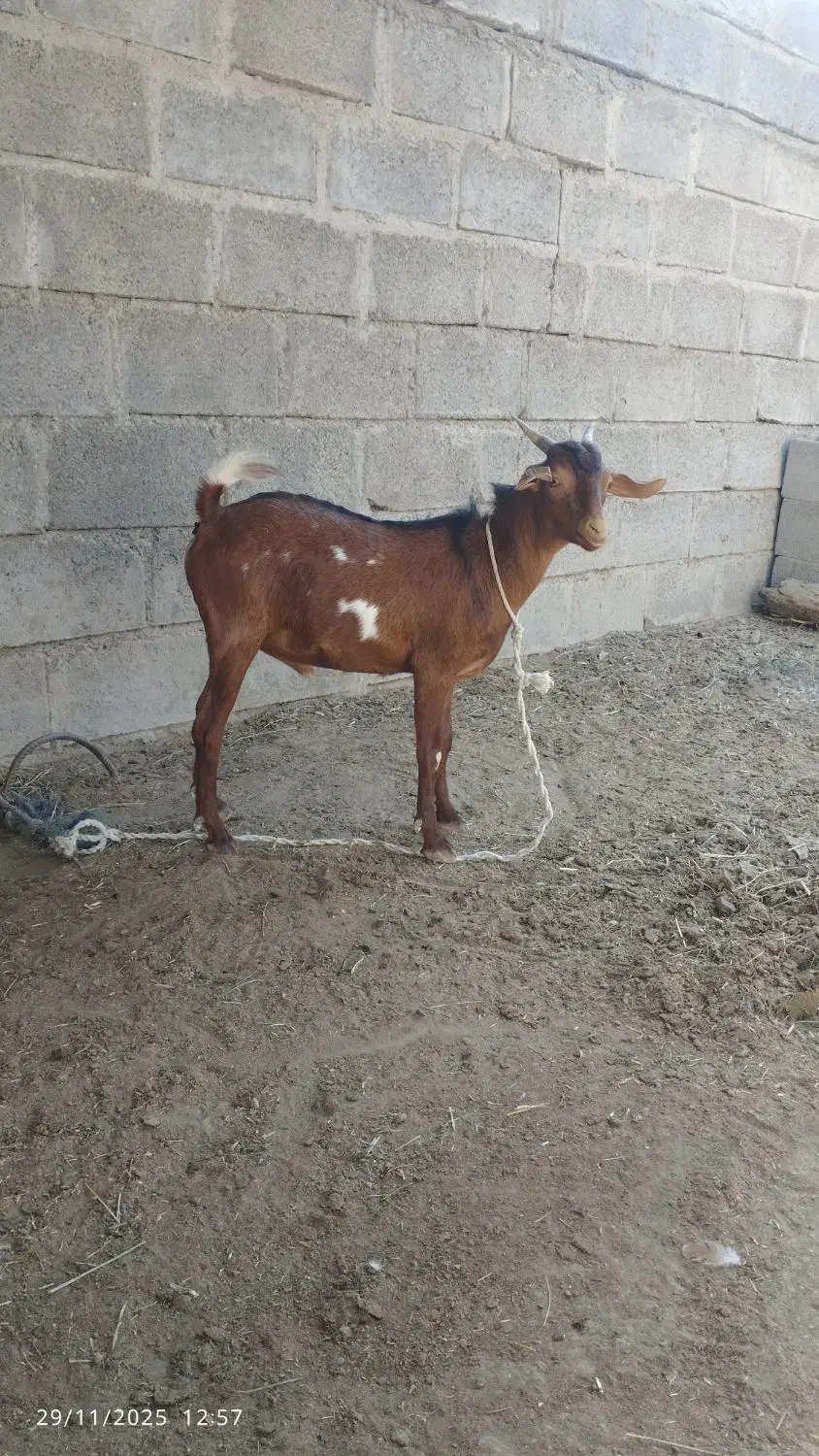 کهره نر سرحال|حیوانات مزرعه|میناب, |دیوار