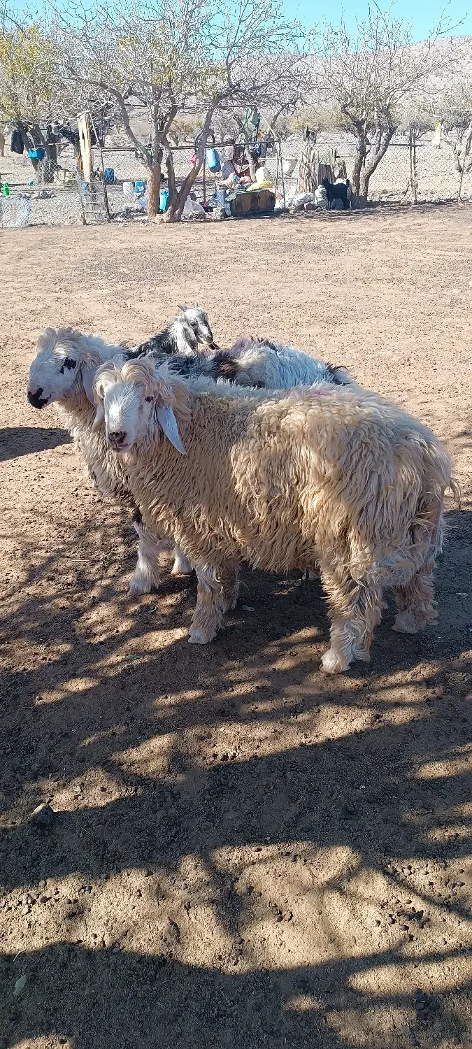 25راس بره چاق|حیوانات مزرعه|پاسارگاد, |دیوار