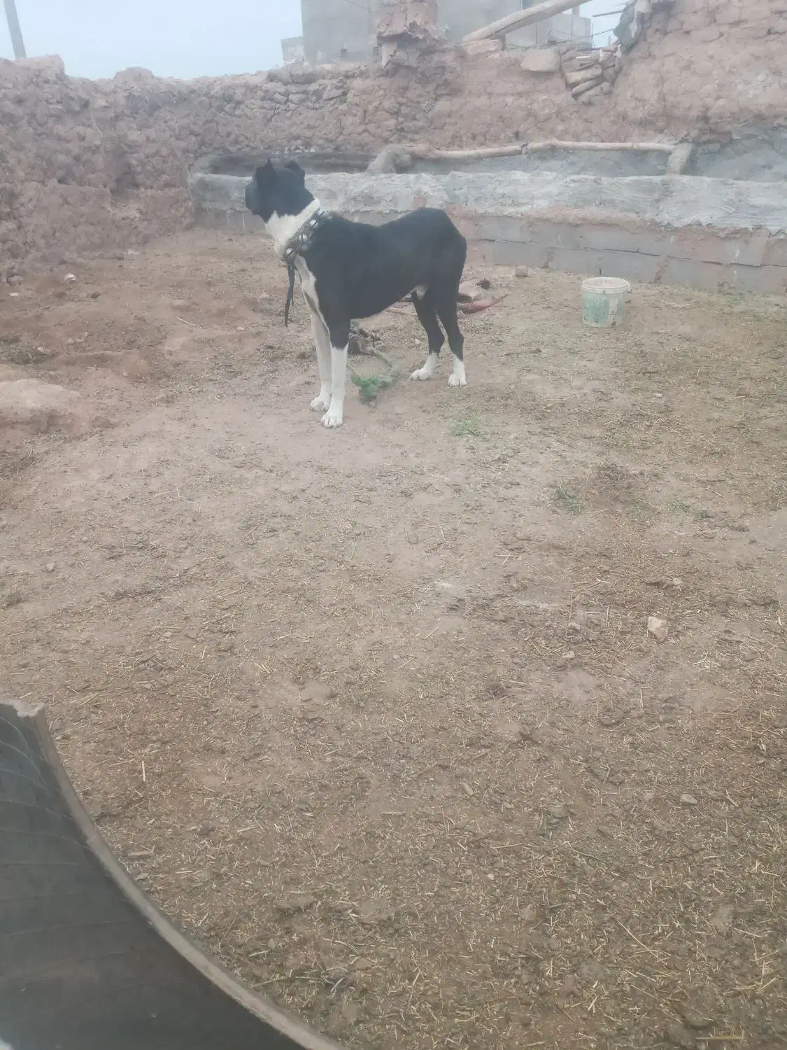 حیوان گله درشت|سگ|شاندیز, |دیوار