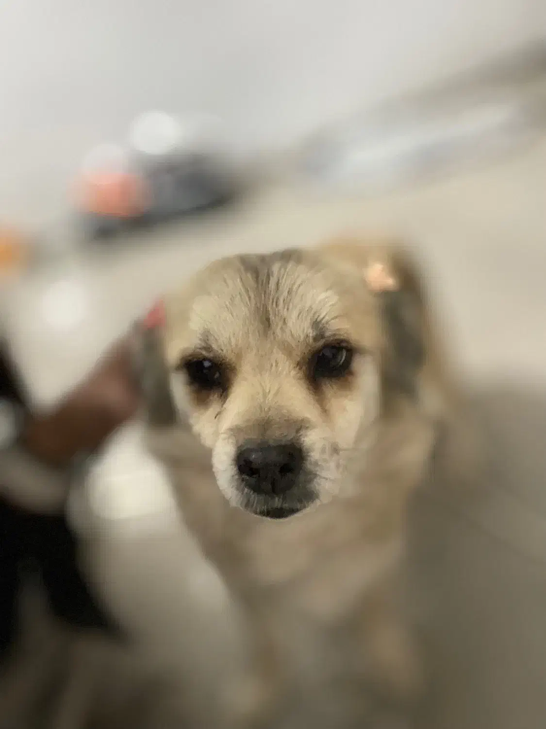 گمشده|حیوانات|سیرجان, |دیوار