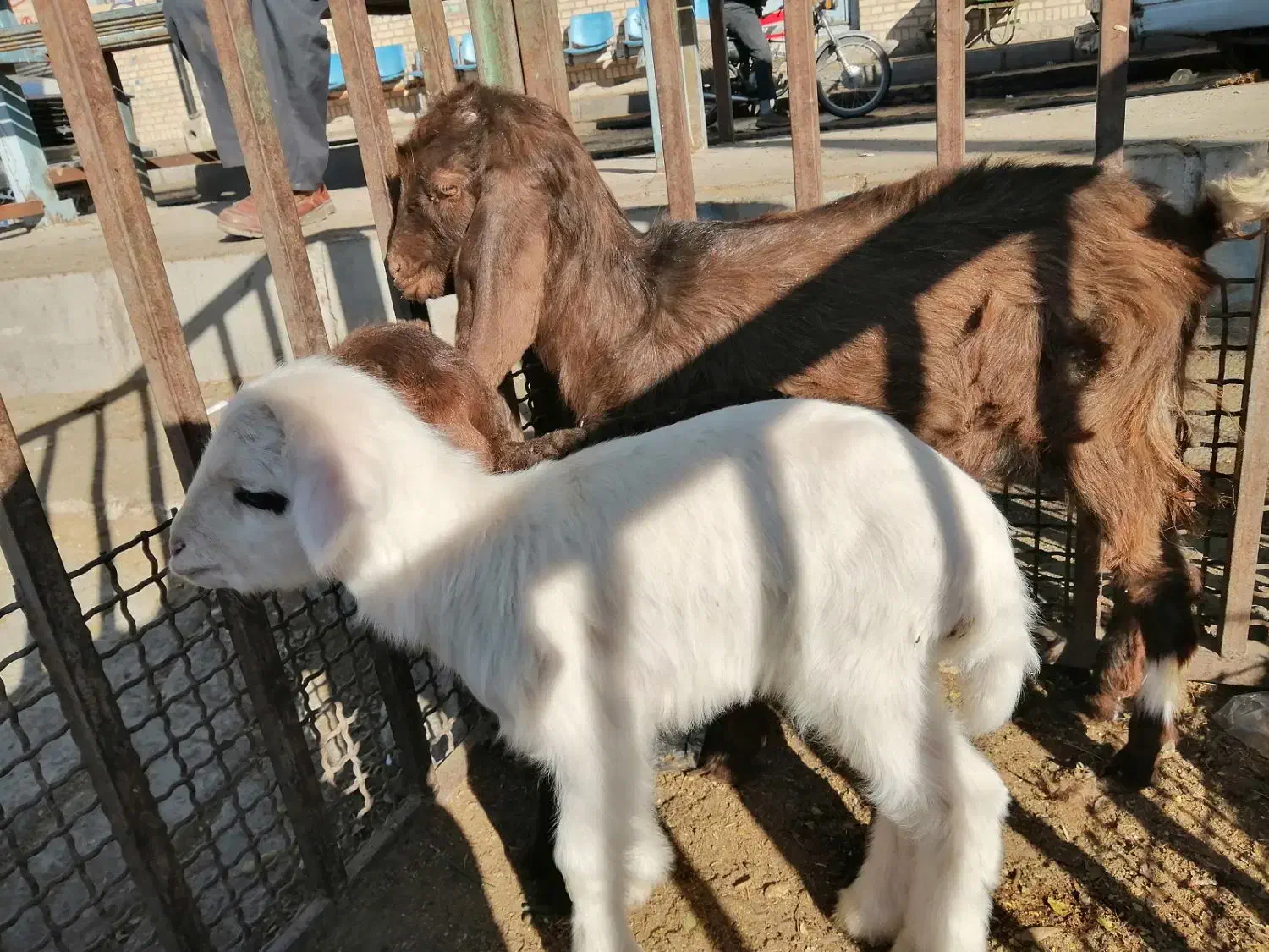 حیوانات مزرعه|حیوانات مزرعه|سبزوار, خسروجرد|دیوار