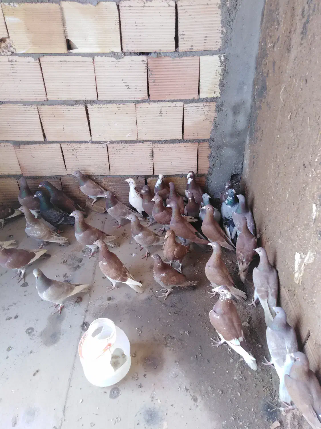 کبوتر|پرنده|فیروزه, |دیوار