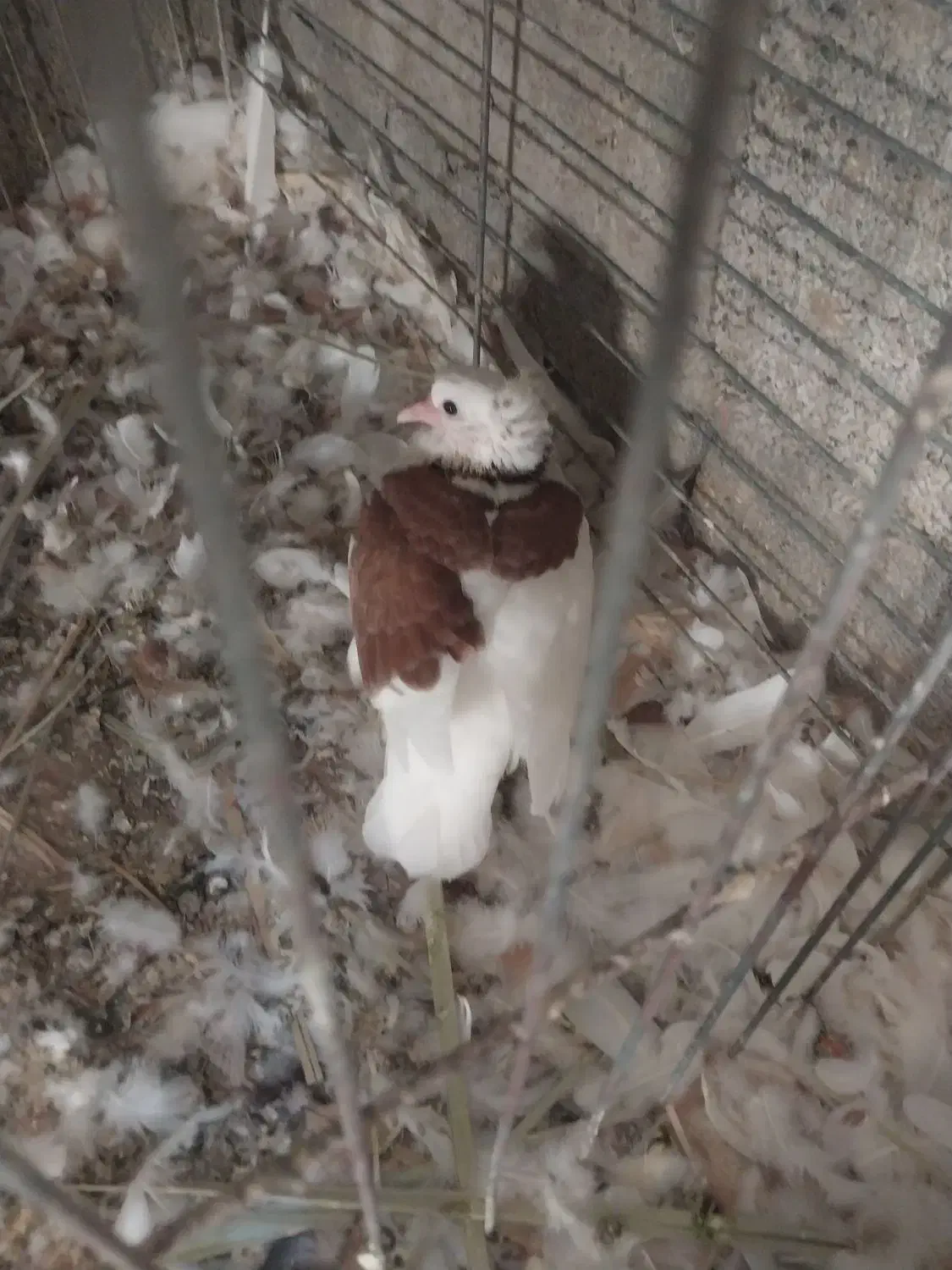 سلام|پرنده|میناب, |دیوار