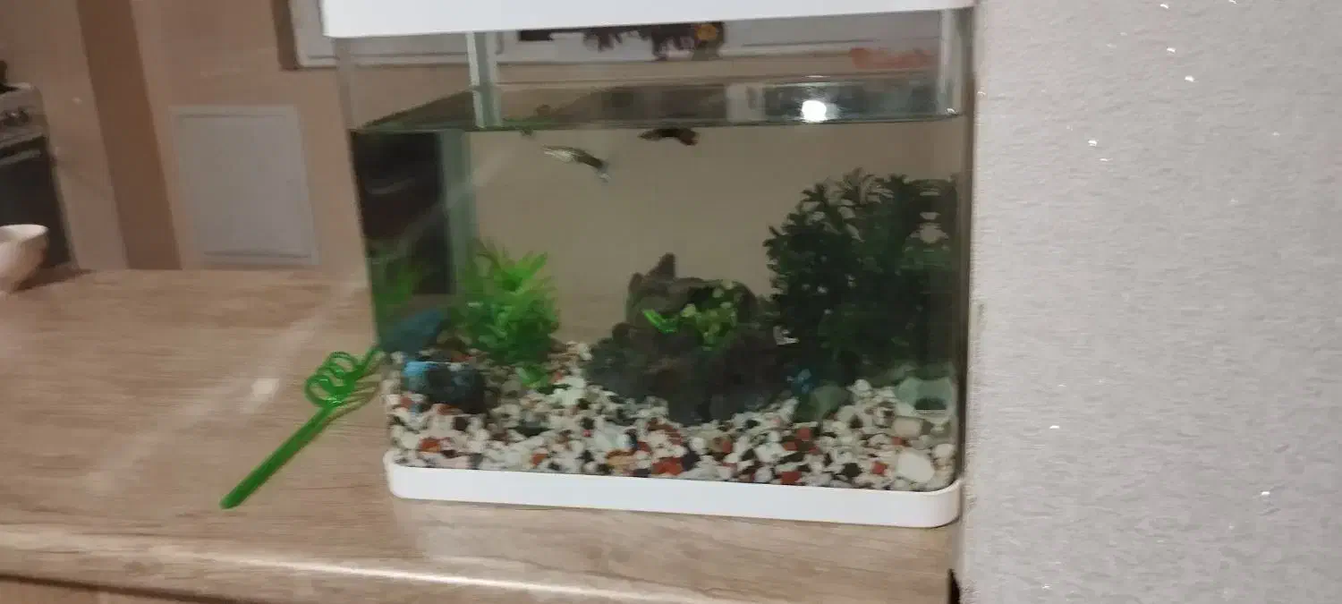 آکواریوم شیشه خم شرکتی|ماهی|ابهر, |دیوار