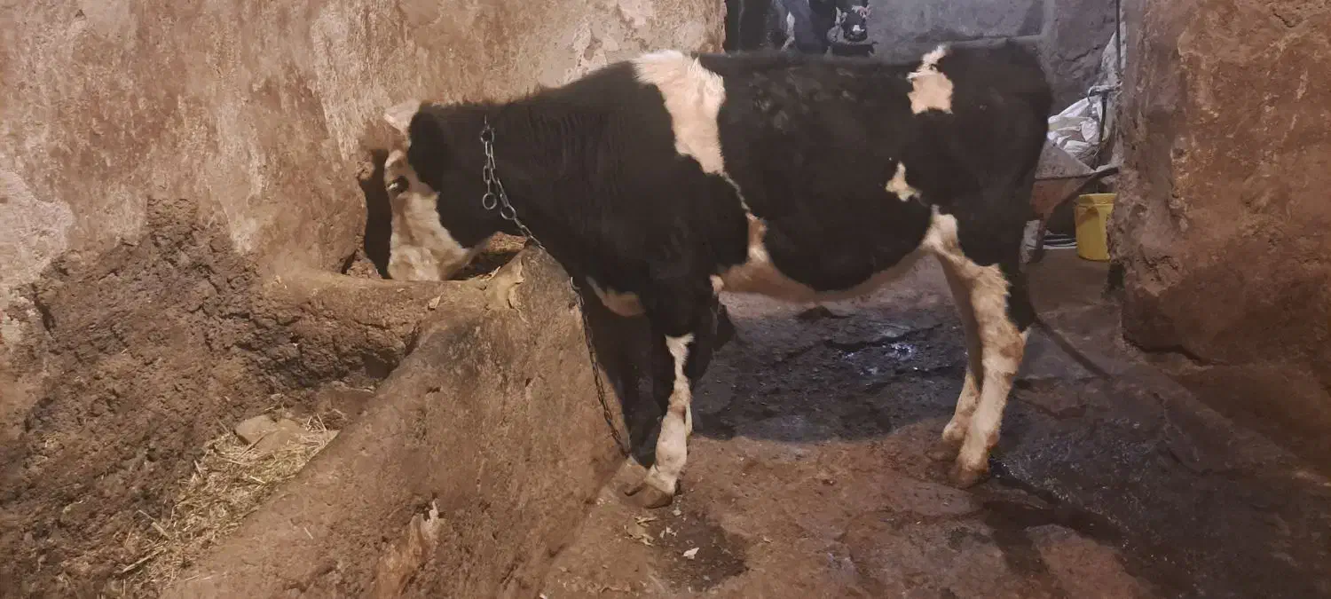 گوساله ماده هلشتاین|حیوانات مزرعه|شازند, |دیوار