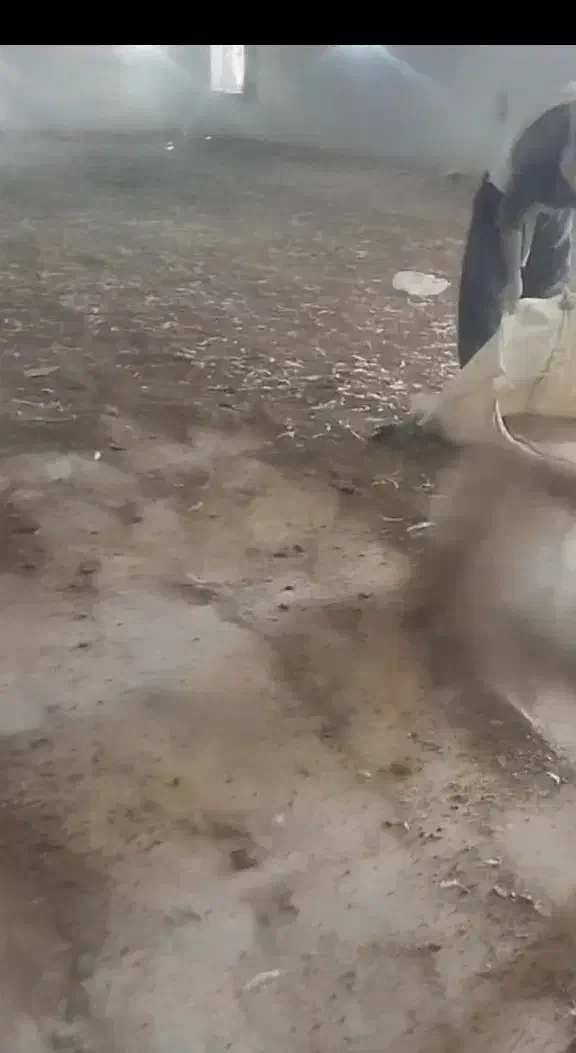 کودمرغی|خدمات باغبانی و درختکاری|سرپل ذهاب, |دیوار