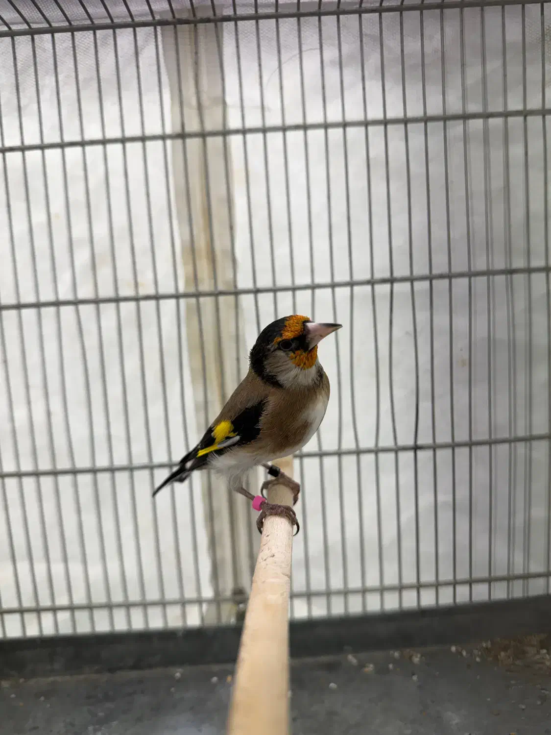 سهره زاغ سیاه سر|پرنده|تهران, کوی بیمه|دیوار