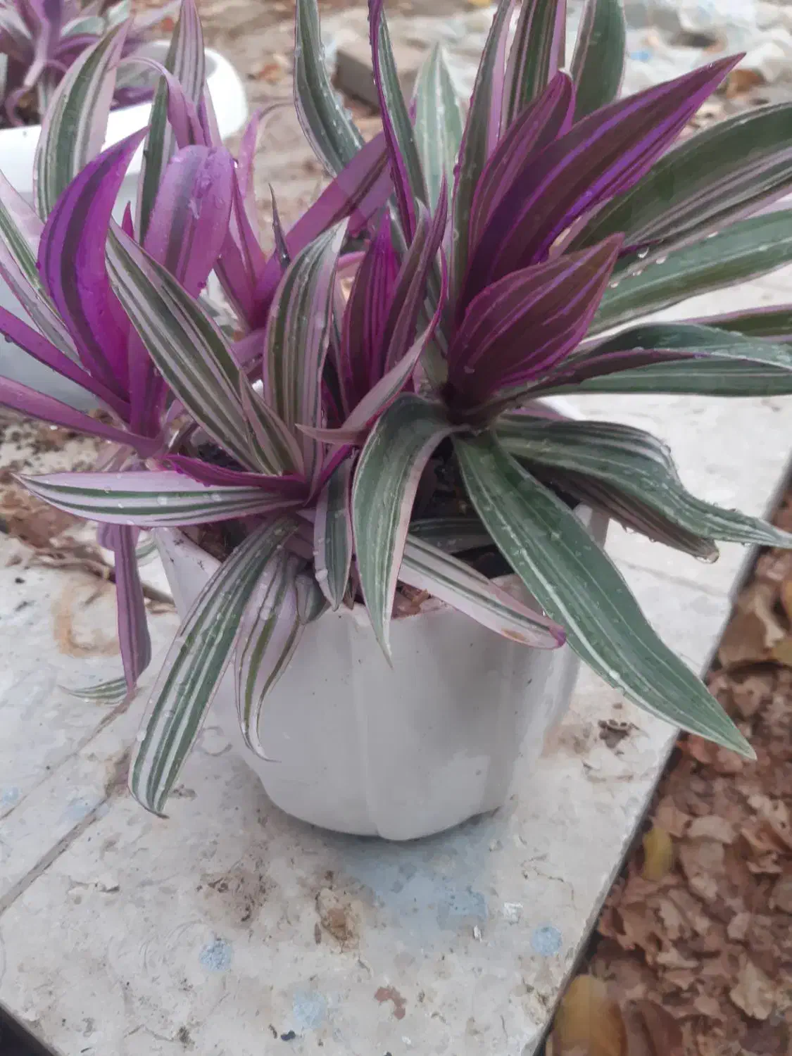 هدیه روز مادر|گل و گیاه طبیعی|گلبهار, شهر جدید گلبهار|دیوار