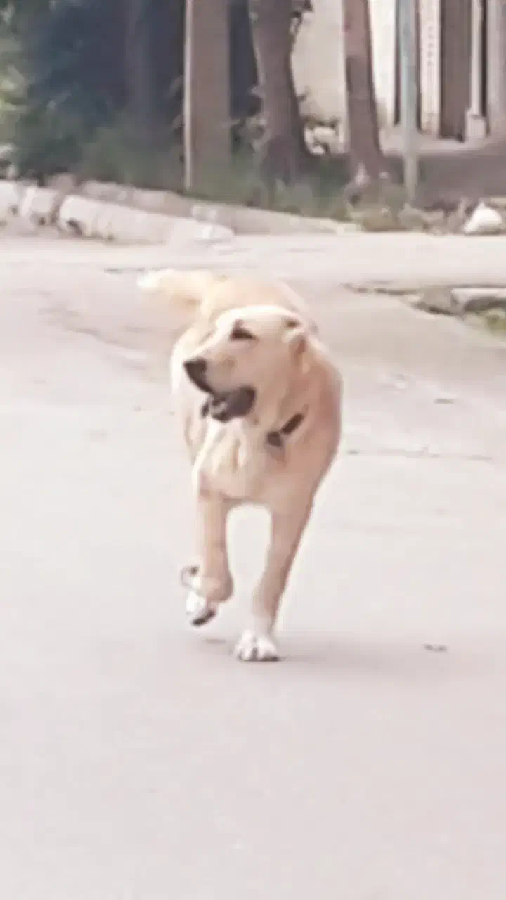 سگ گم شده|حیوانات|بجنورد, |دیوار