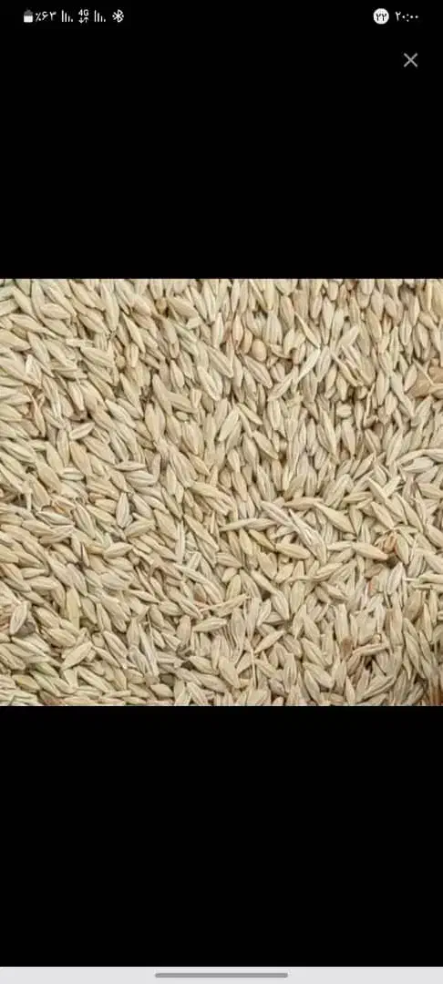 جو.گوسفند.تفاله.کاه|عمده‌فروشی|بروجرد, |دیوار