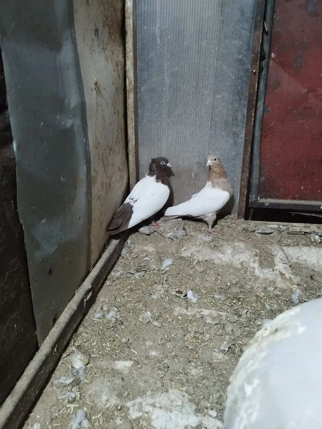 کبوتر جفتگاه|پرنده|میان جلگه, |دیوار