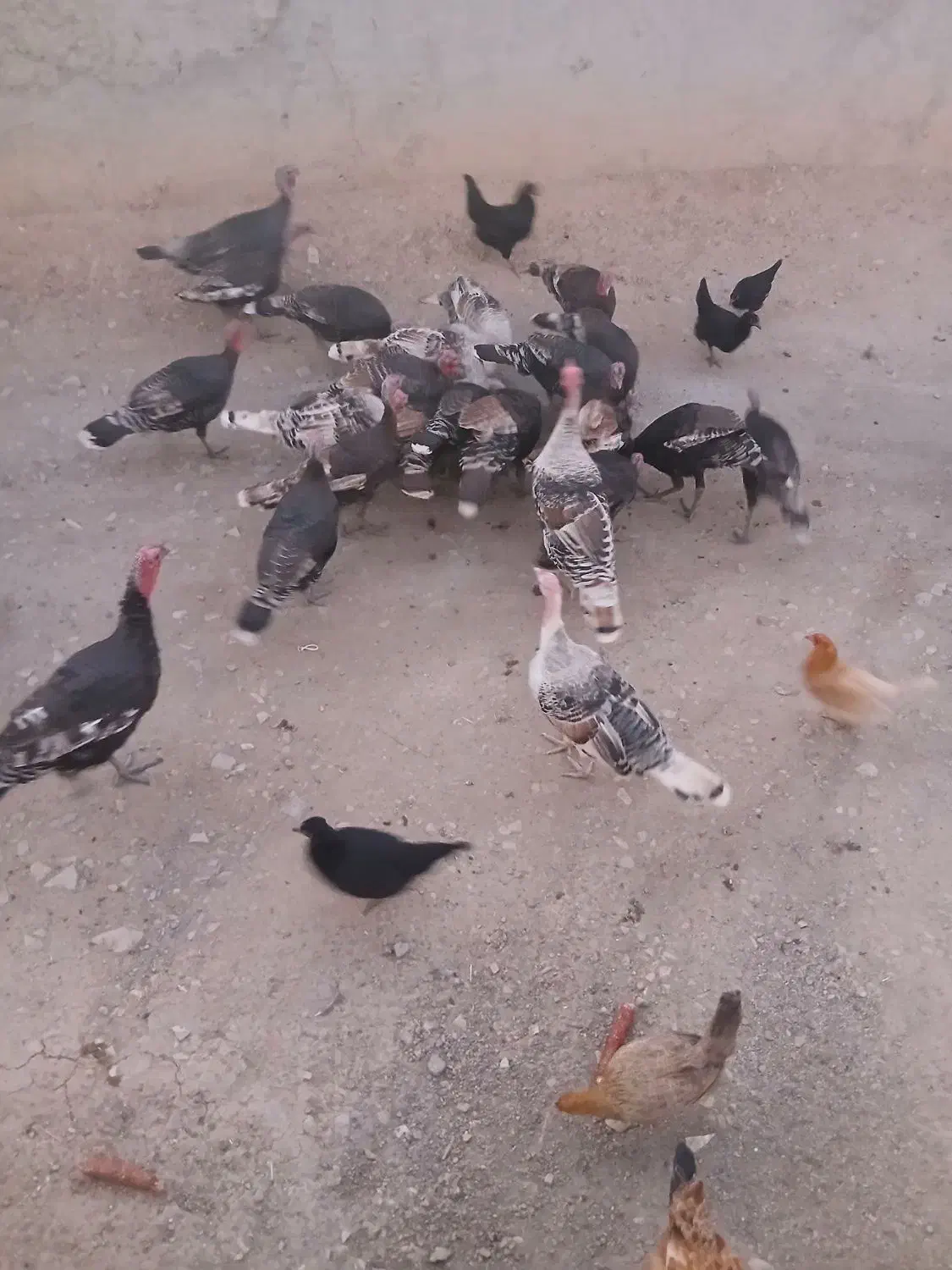 بوقلمون نر وماده|حیوانات مزرعه|دشت ذهاب, |دیوار