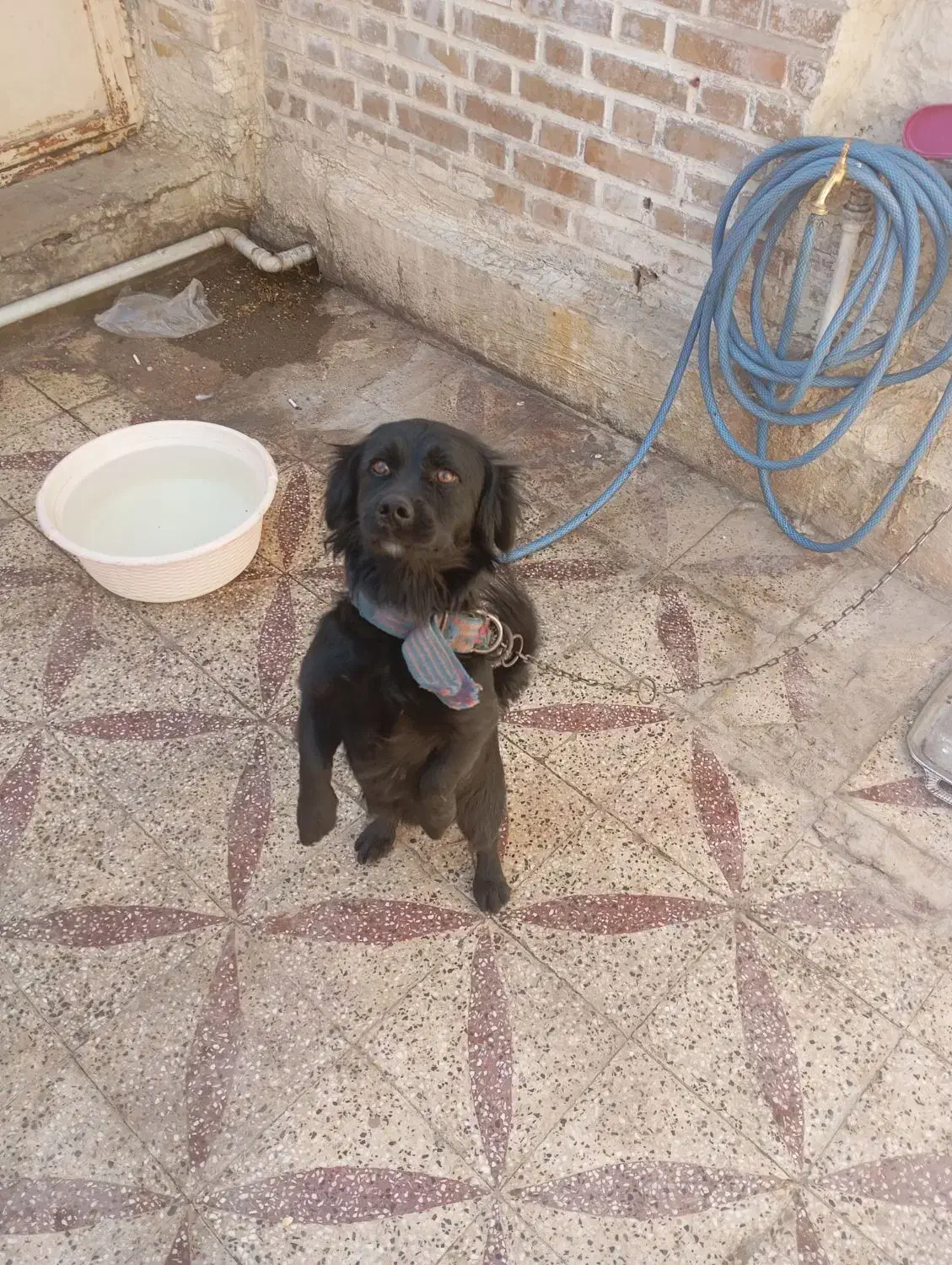 سگ پشمالو|سگ|دزفول, |دیوار