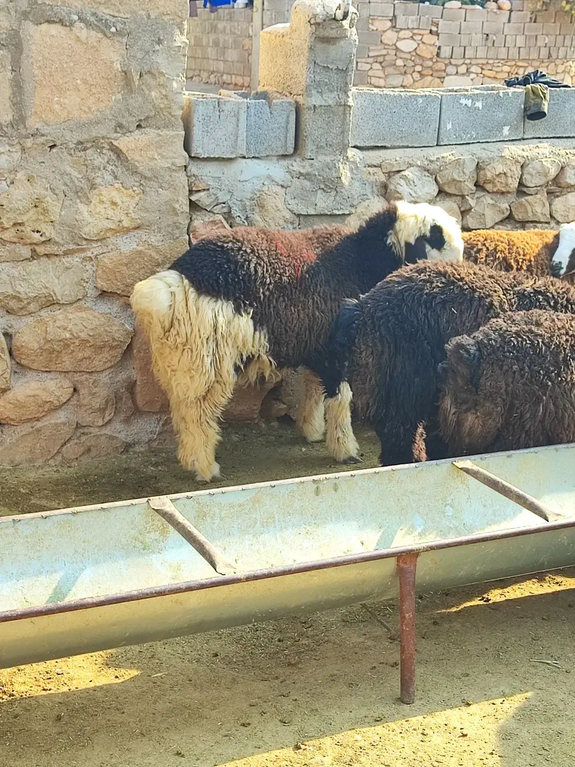 بره تخمی|حیوانات مزرعه|دهدشت, |دیوار