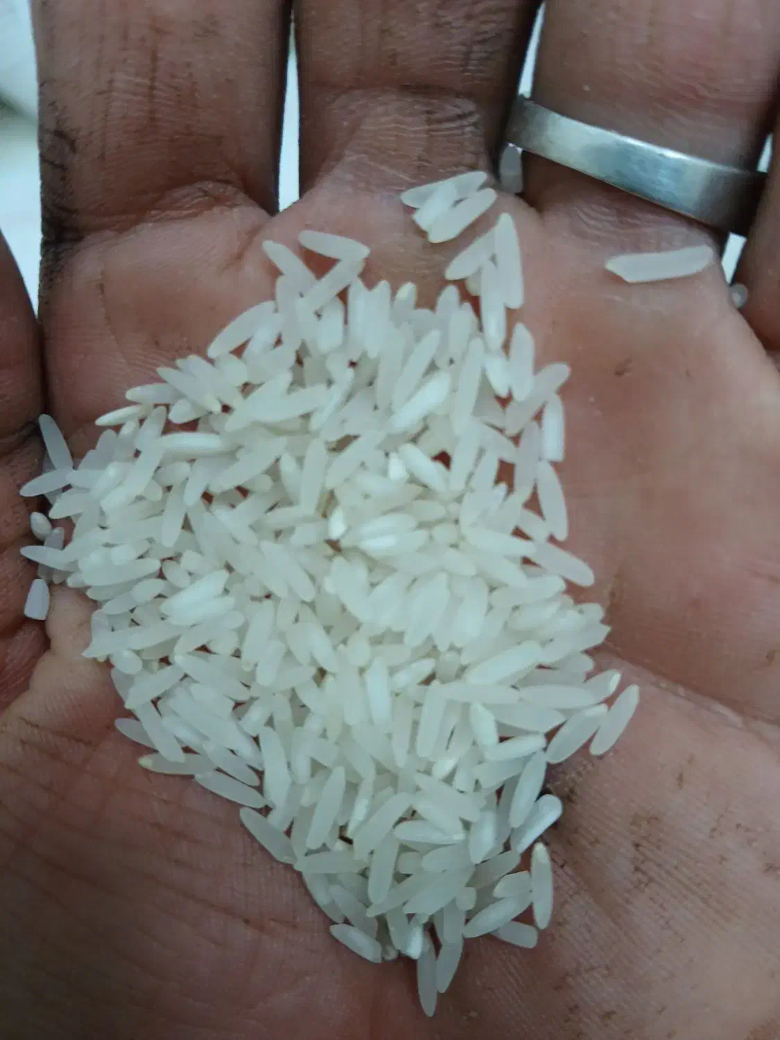 شالی برنج|خوردنی و آشامیدنی|آق قلا, |دیوار