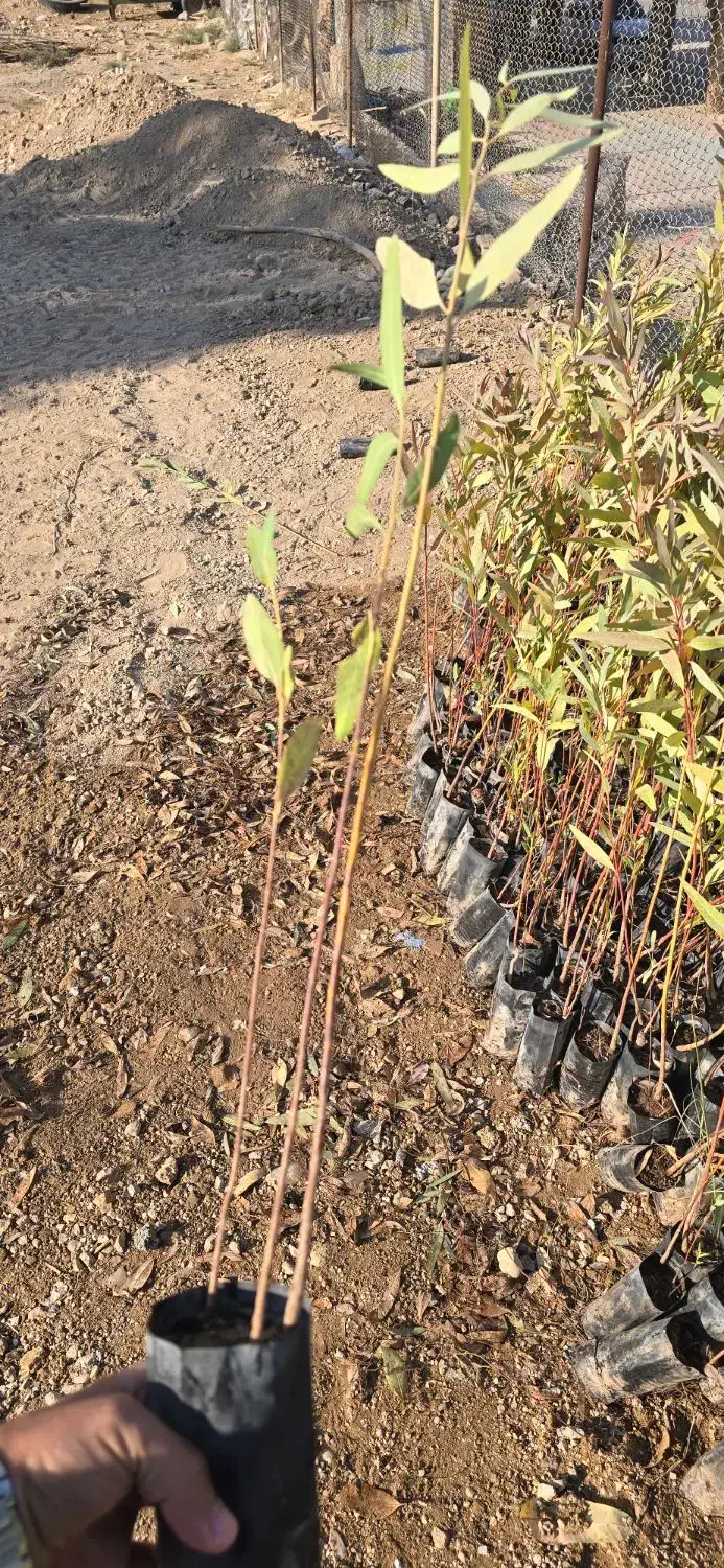 نهال آکالیپتوس (بید)|گل و گیاه طبیعی|اندیکا, |دیوار