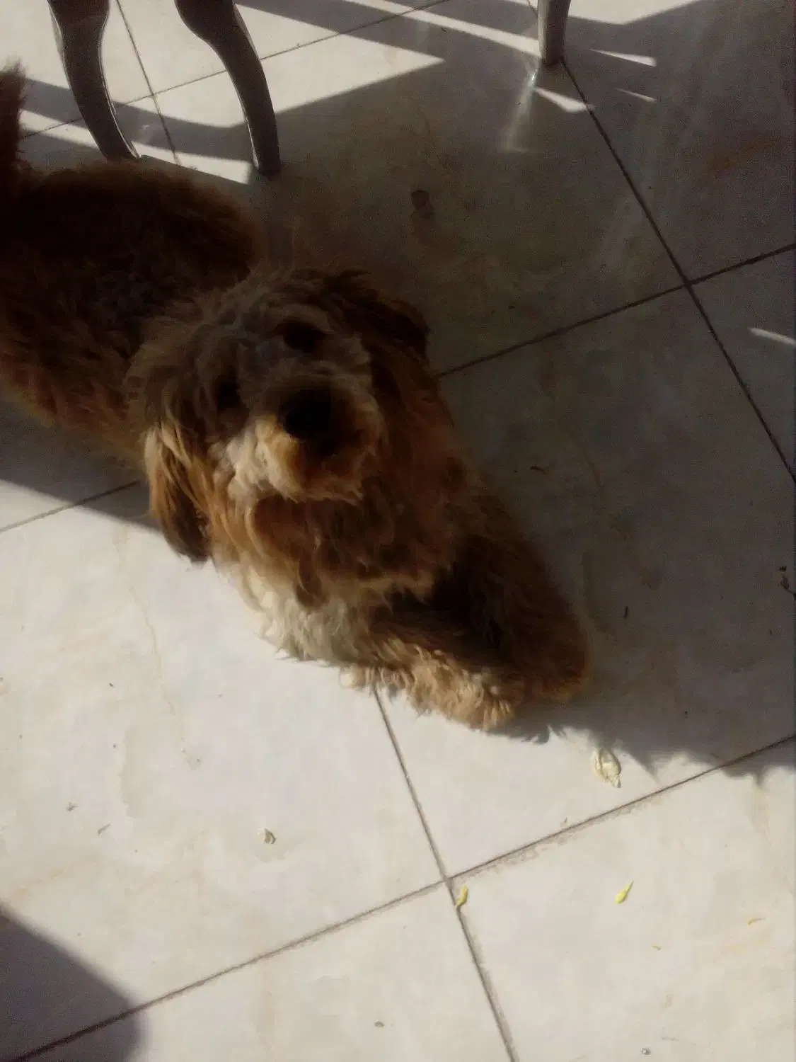 سگ پودل بدون شناس نامه|سگ|فردیس, شهرک گلها|دیوار