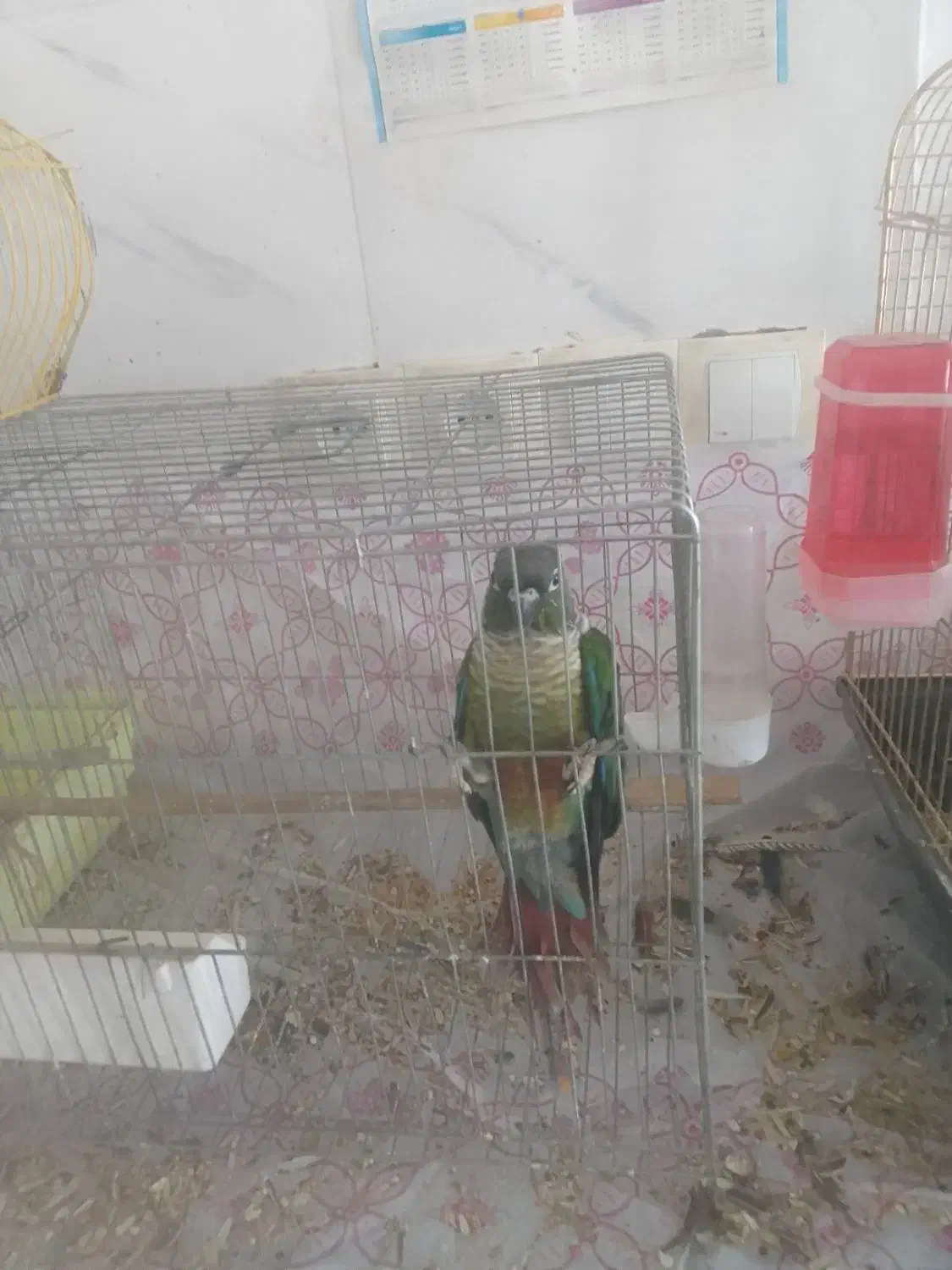 سه عدد عروس هلندی با یک گرینجیک|پرنده|شوشتر, |دیوار