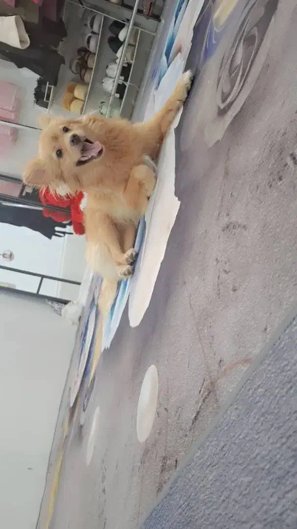 سگ قهویی رنگ پاکوتاه|سگ|آبادان, |دیوار