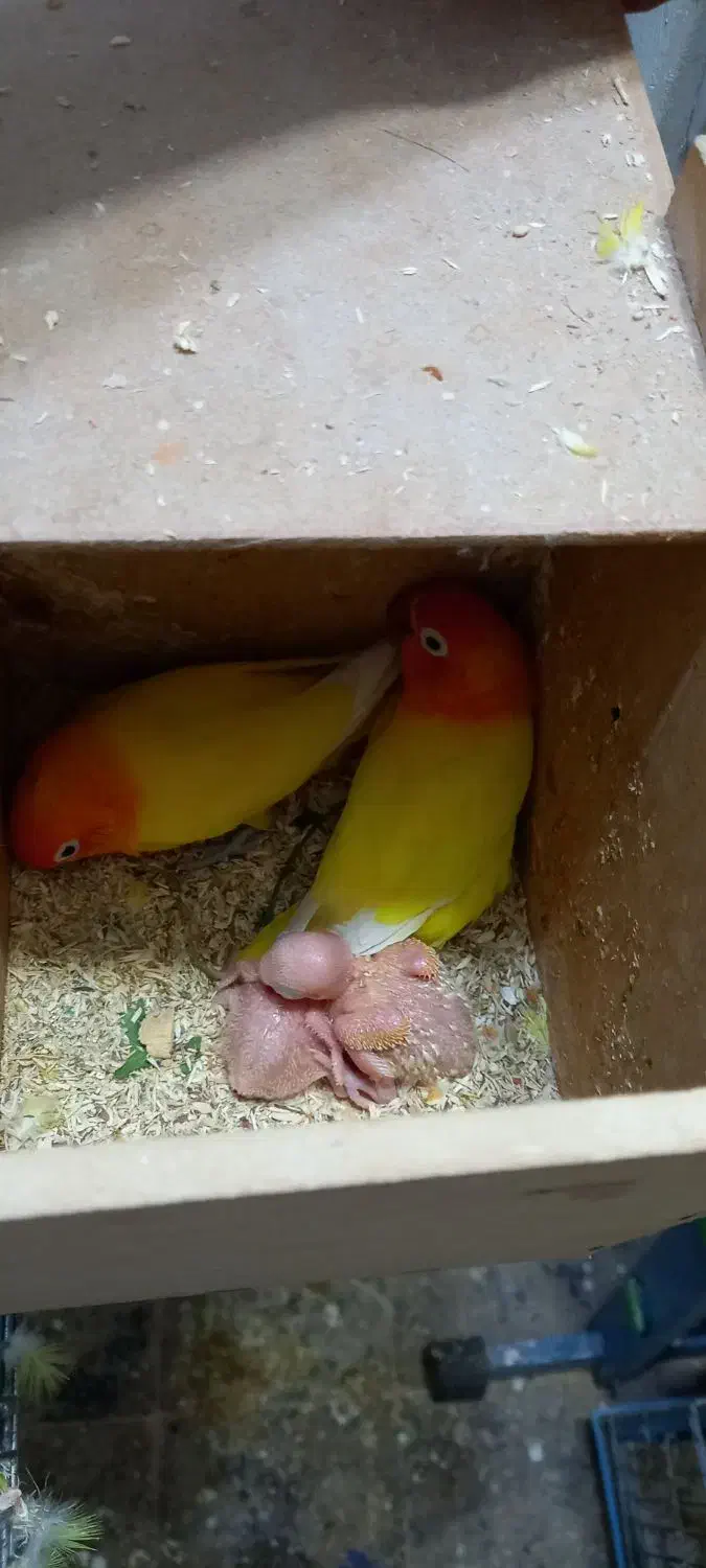 طوطی برزیلی با جوجه|پرنده|دزفول, |دیوار