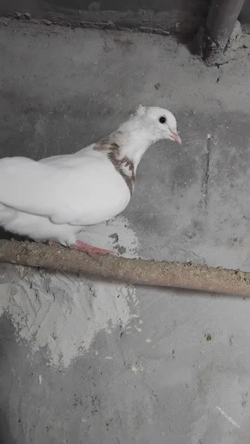 کبوتر طوقی|پرنده|کوهدشت, |دیوار