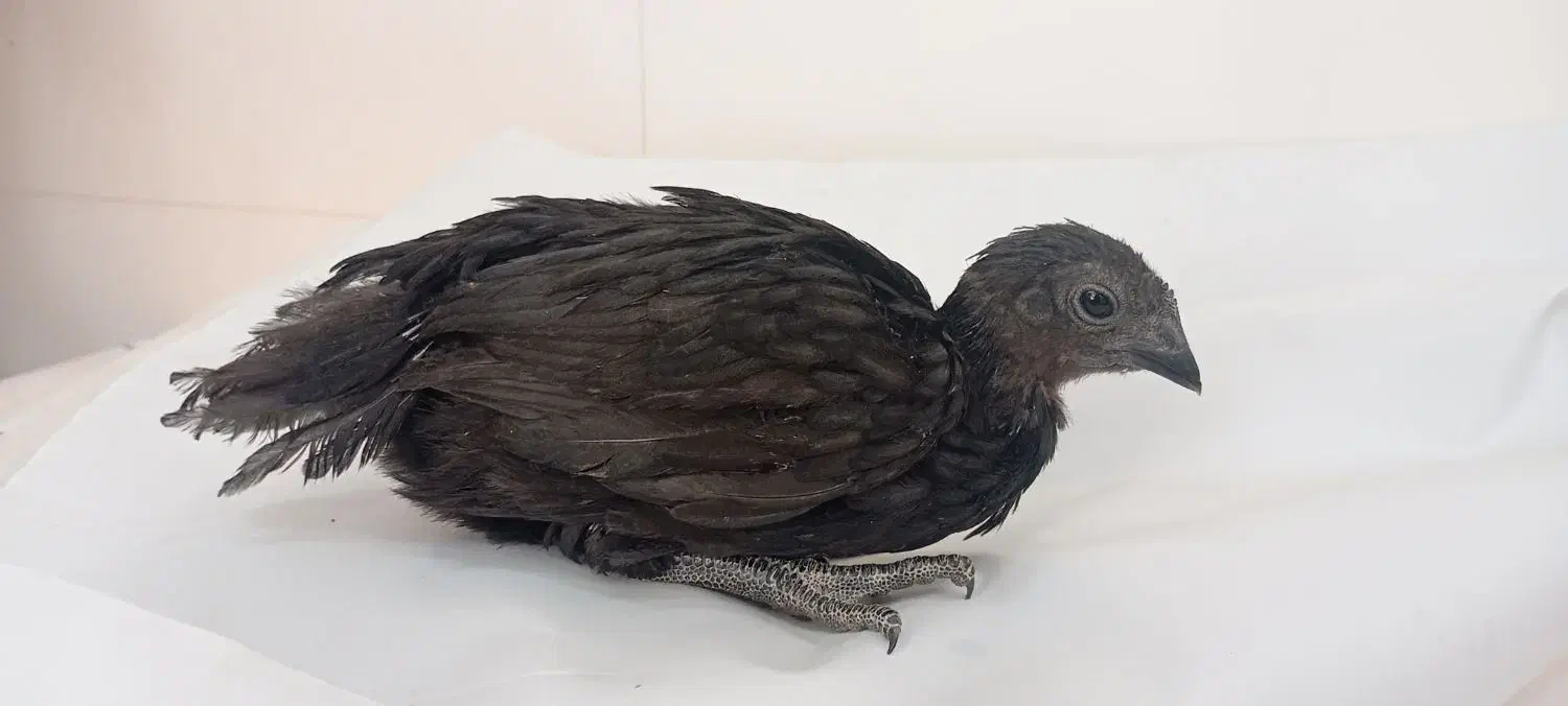 جوجه ایام سمانی|حیوانات مزرعه|شیراز, سلطان آباد|دیوار